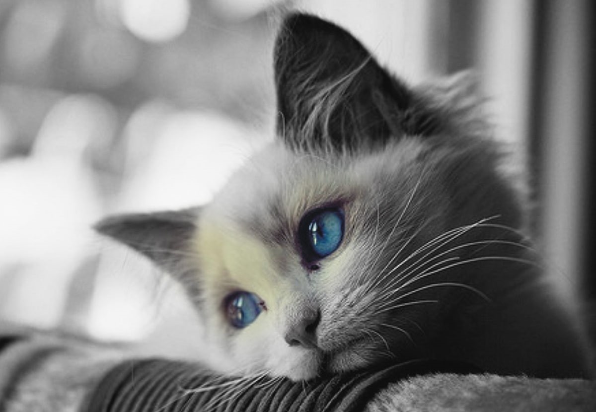 cry, sad, love, broken Heart, 480P, HD Wallpaper