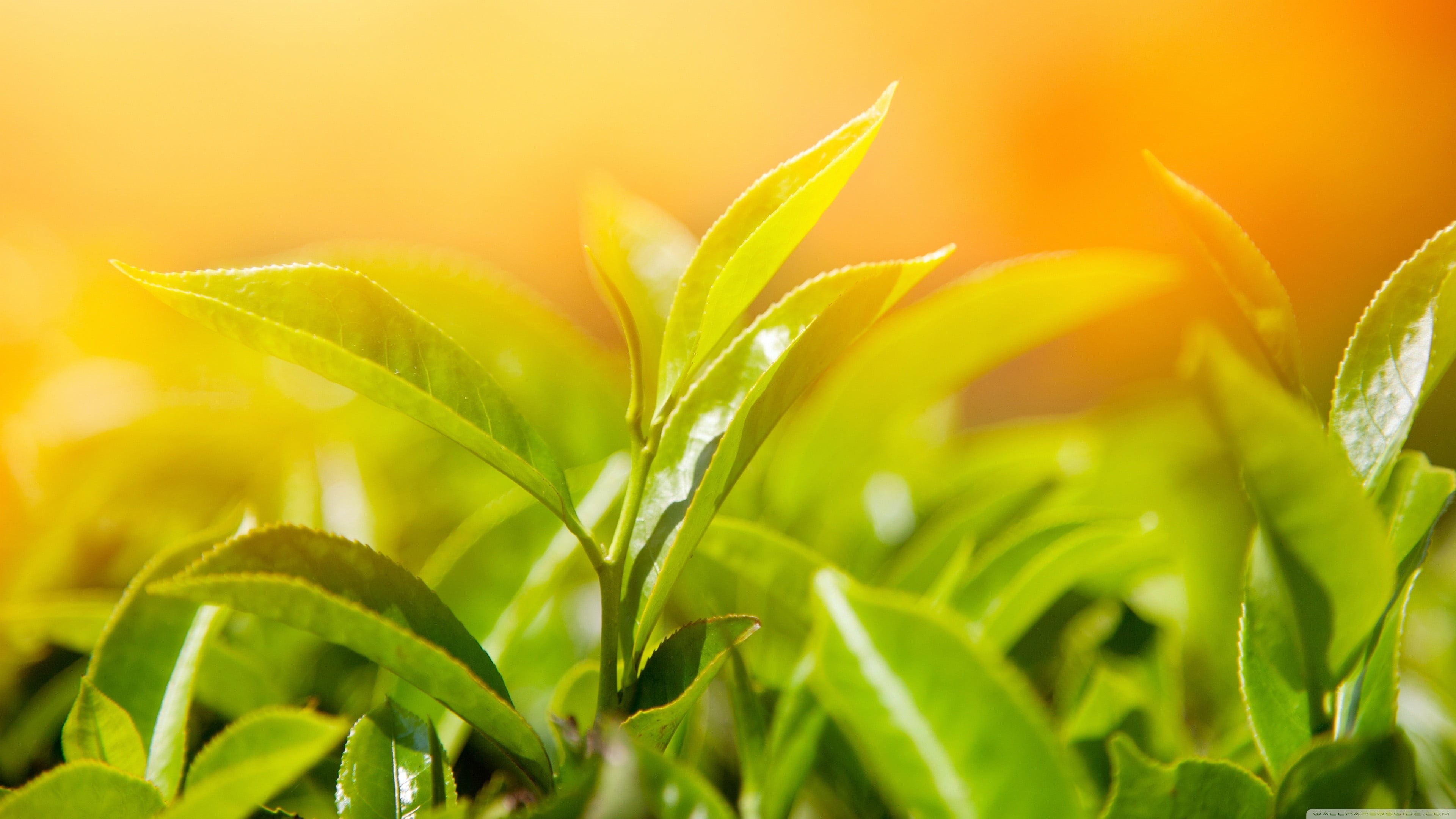green color, freshness, beauty in nature, no people, closeup, food, lush foliage, 4K, outdoors, nature, plant, springtime, sunlight, green, plant part, HD Wallpaper