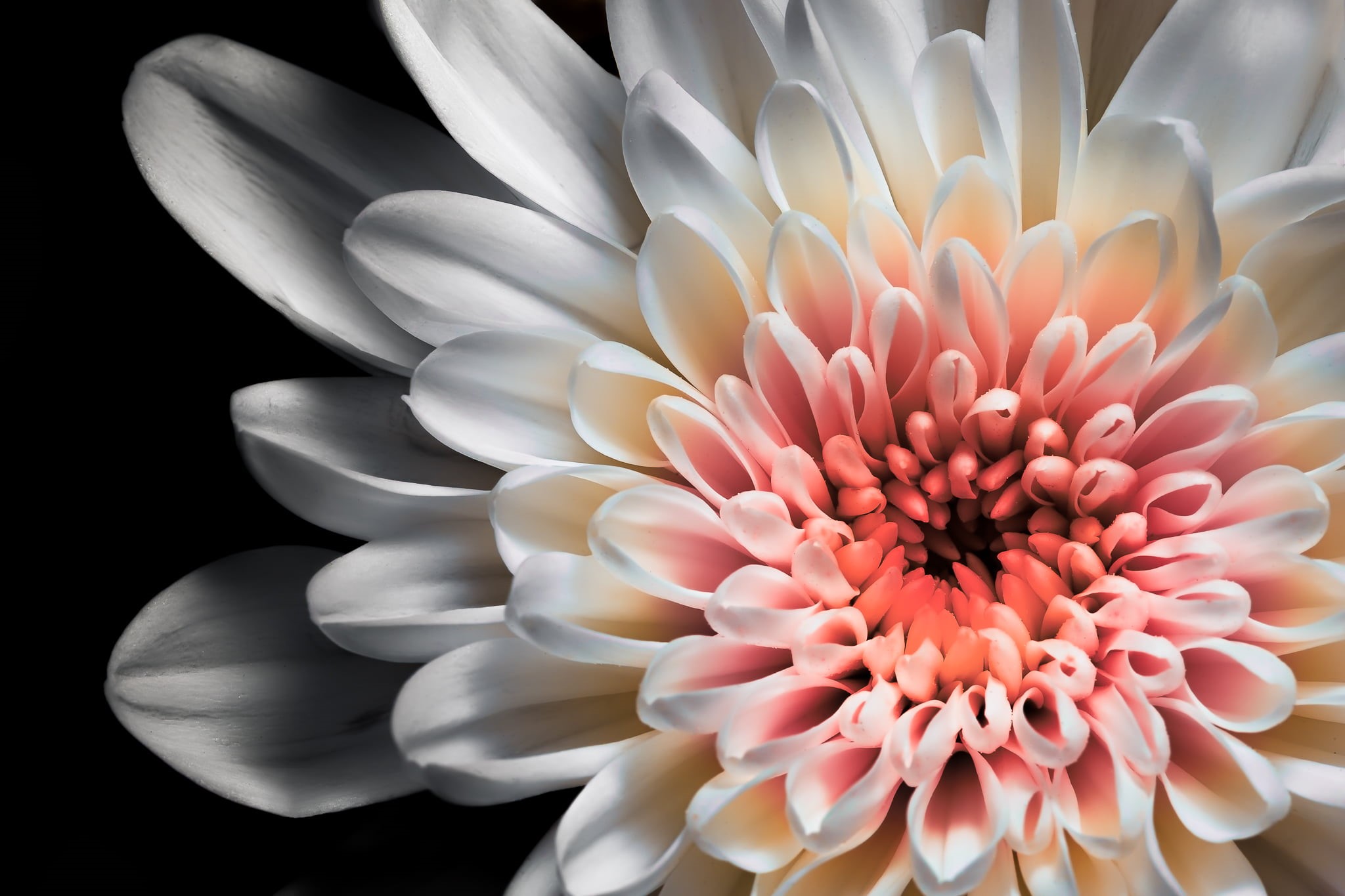 petal, Macro  photography, colors, flower Head, photo, plant, flower, 1080P, Boom, nature, composition, white daisy, white, daisy, saturated, Blossom, HD Wallpaper