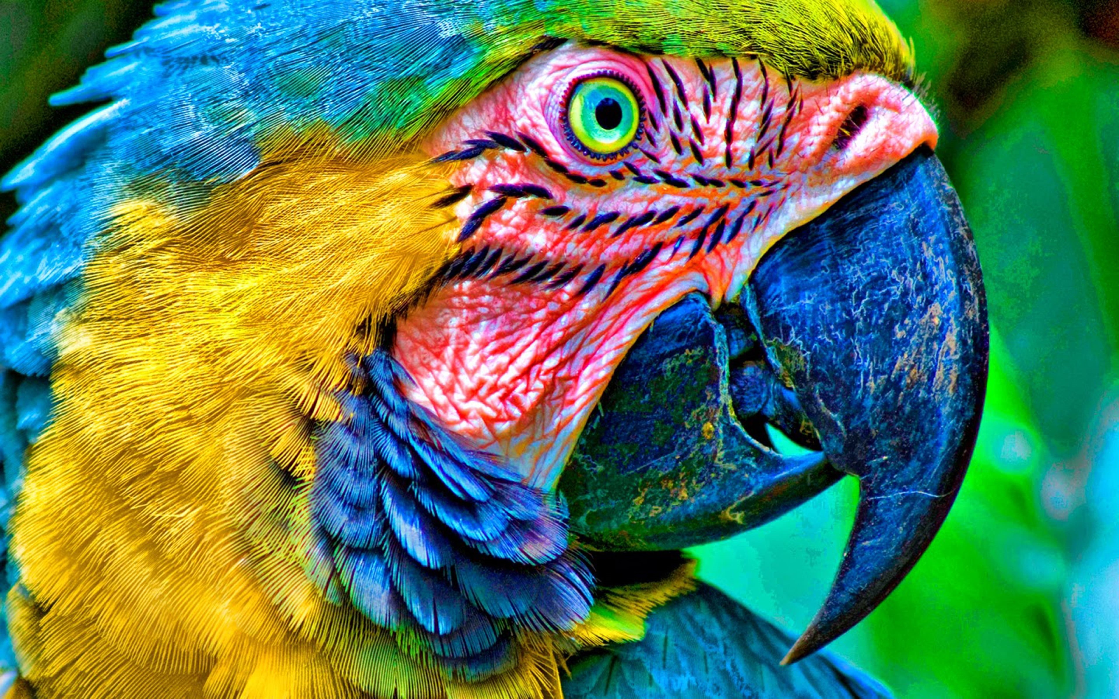 day, motley, mobile, blue, laptop, one animal, animal body part, focus on foreground, nature, bird, animal eye, outdoors, vertebrate, beak, HD Wallpaper
