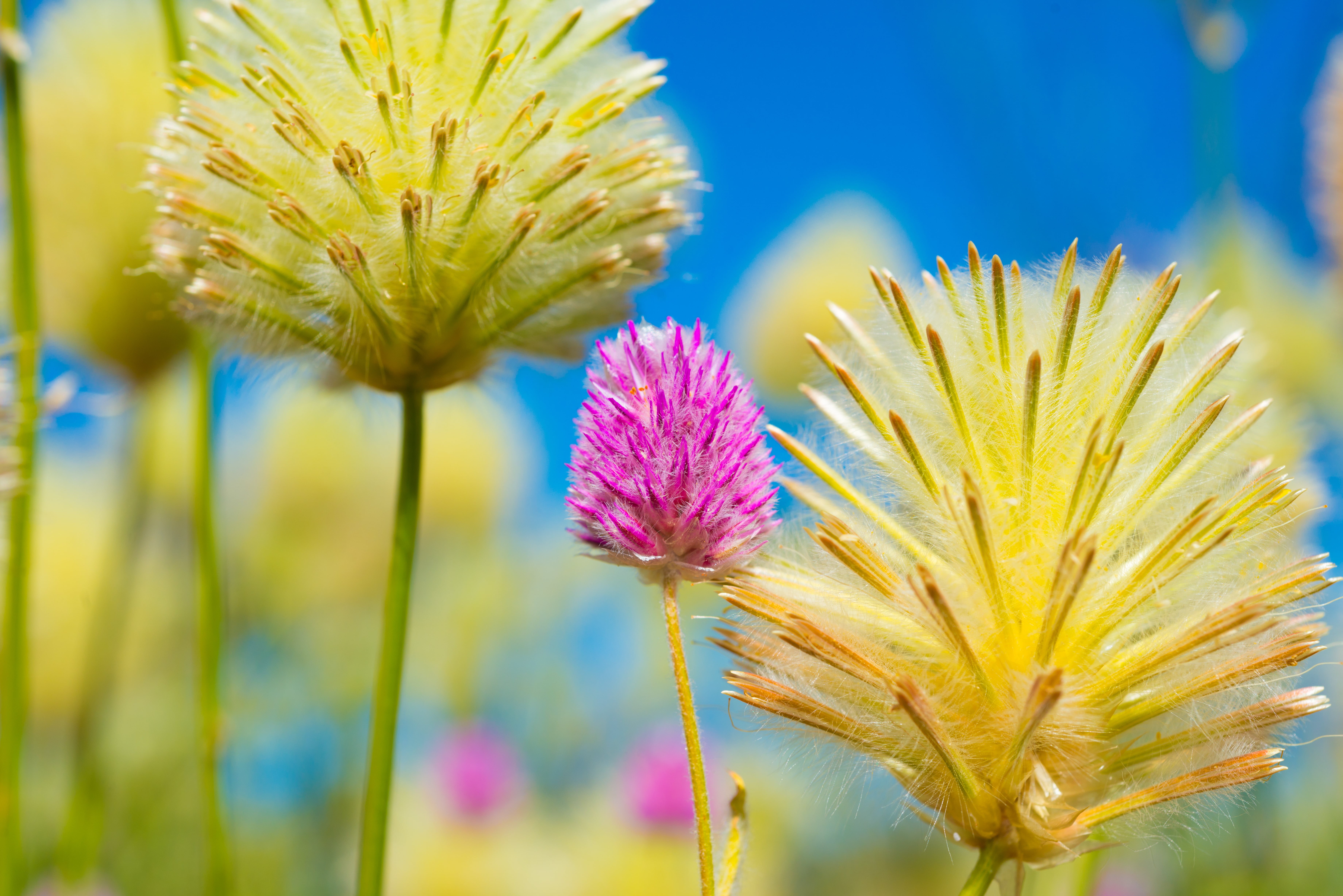 macs, petals, yellow  blue, purdy, alice  springs, plant, flower, beauty, desert, petaled, outdoors, off  road, Gomphrena, sky, close-up, trail, saturation, HD Wallpaper