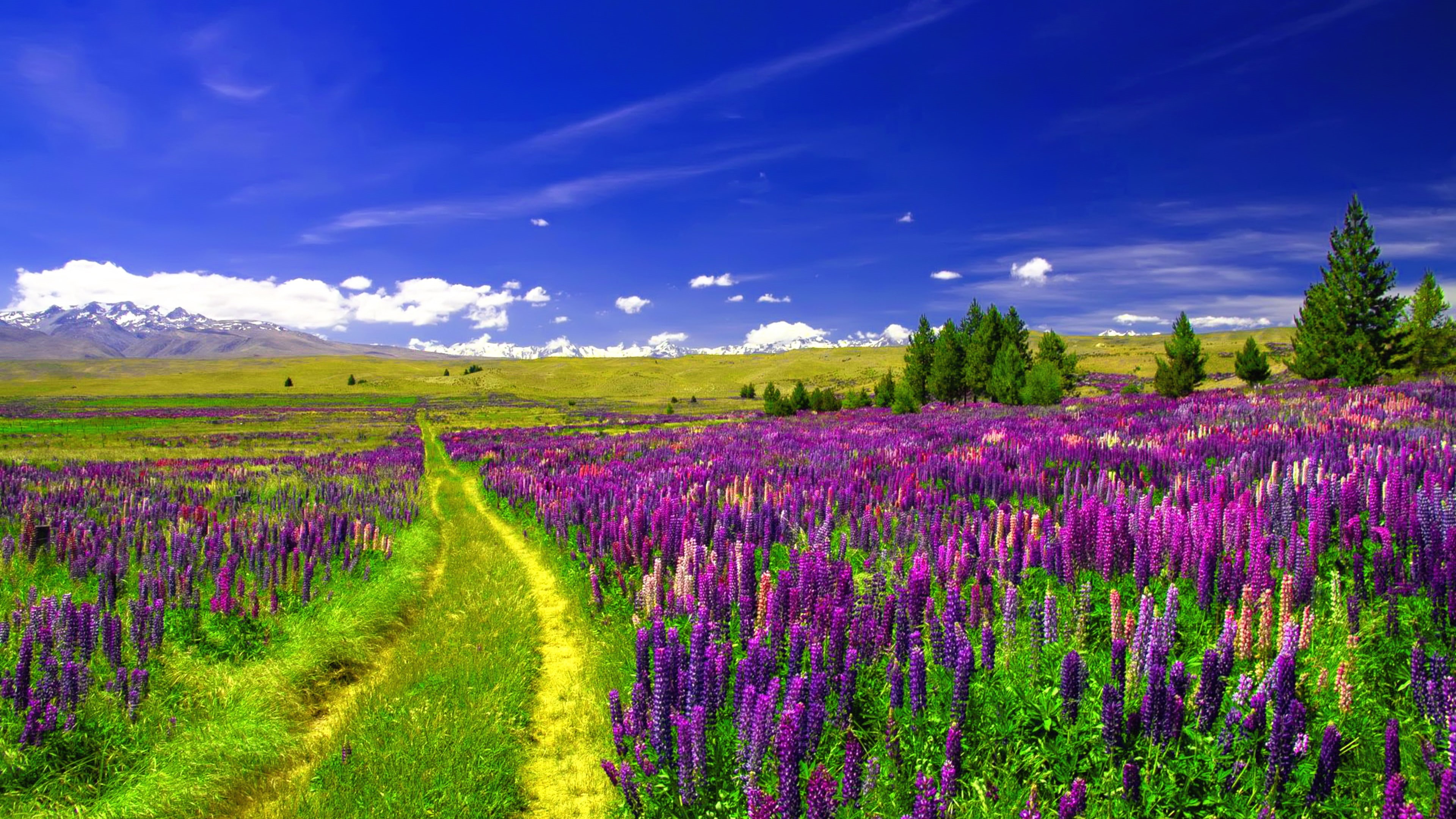 flower, agriculture, rural scene, field, beauty in nature, no people, 4K, springtime, summer, purple, flowering plant, environment, land, saturated color, HD Wallpaper