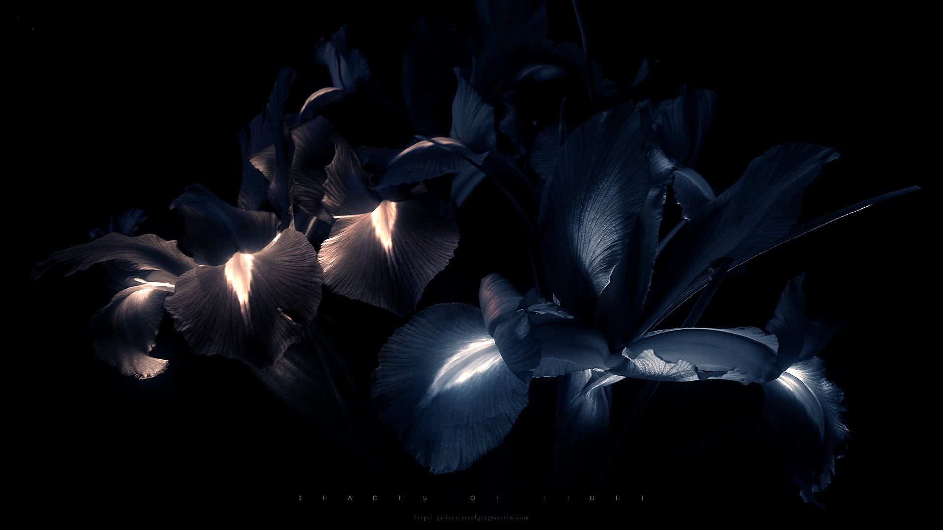 black, indoors, petal, vertebrate, blue, night, large group of animals, animal themes, animals in the wild, close-up, neon, bird, marine, creativity, studio shot, HD Wallpaper
