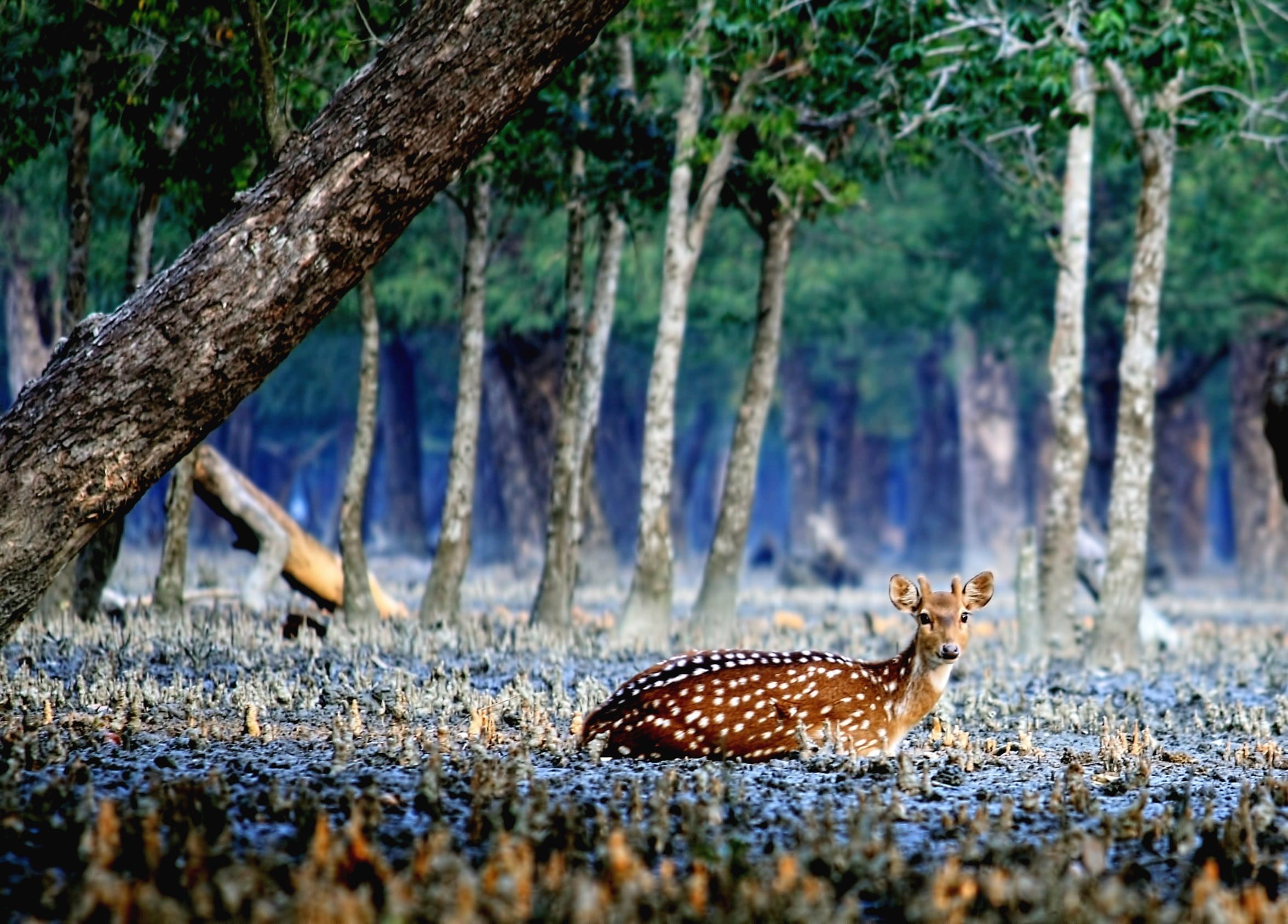 nature, lying, green, animal themes, one animal, full length, no people, forest, ground, beauty in nature, deer, day, trunk, outdoors, tree trunk, daytime, HD Wallpaper