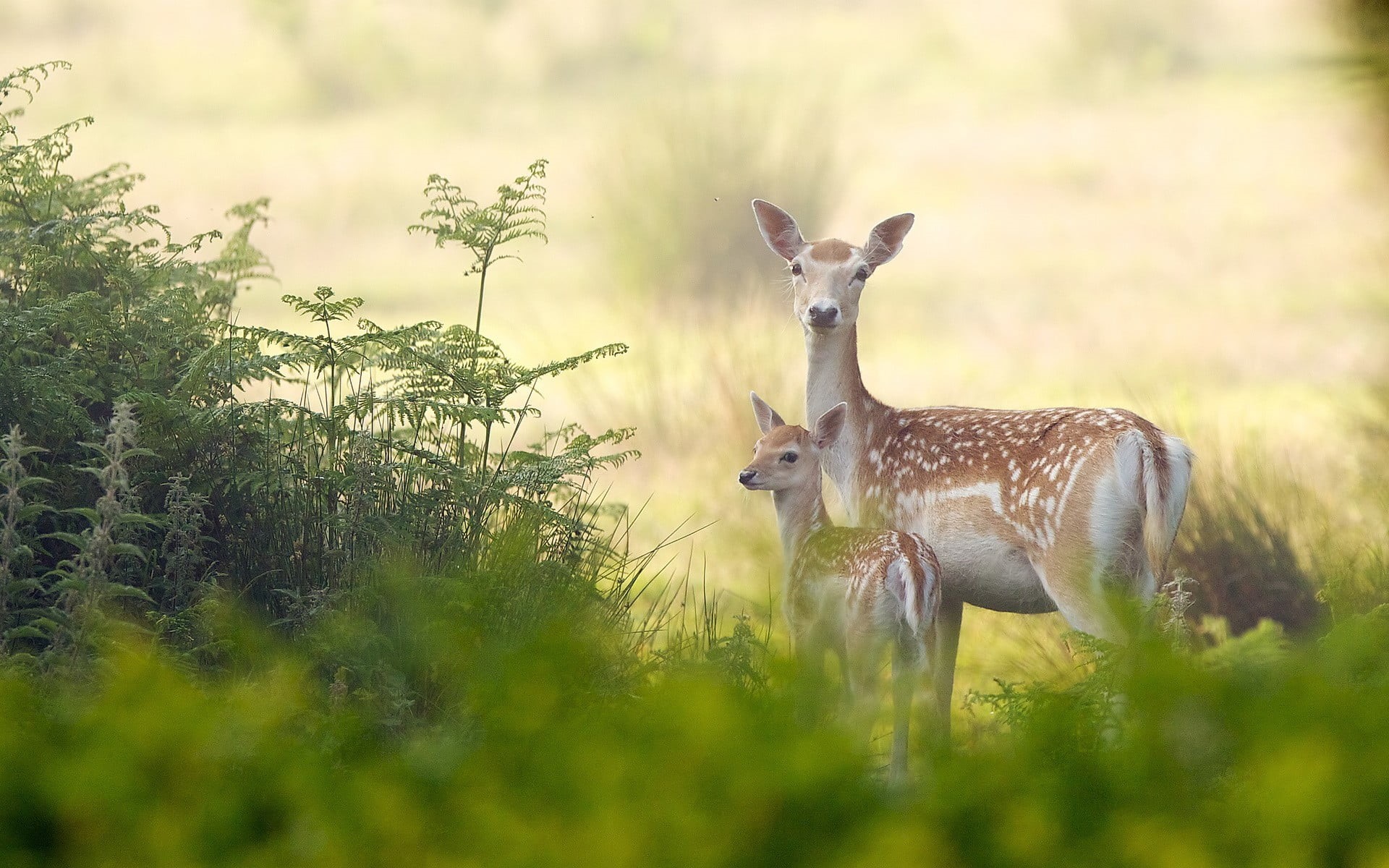 1080P, grass, plant, deer, mammal, untitled, outdoors, tree, animal, nature, beauty in nature, herbivorous, standing, baby animals, no people, field, vertebrate, HD Wallpaper