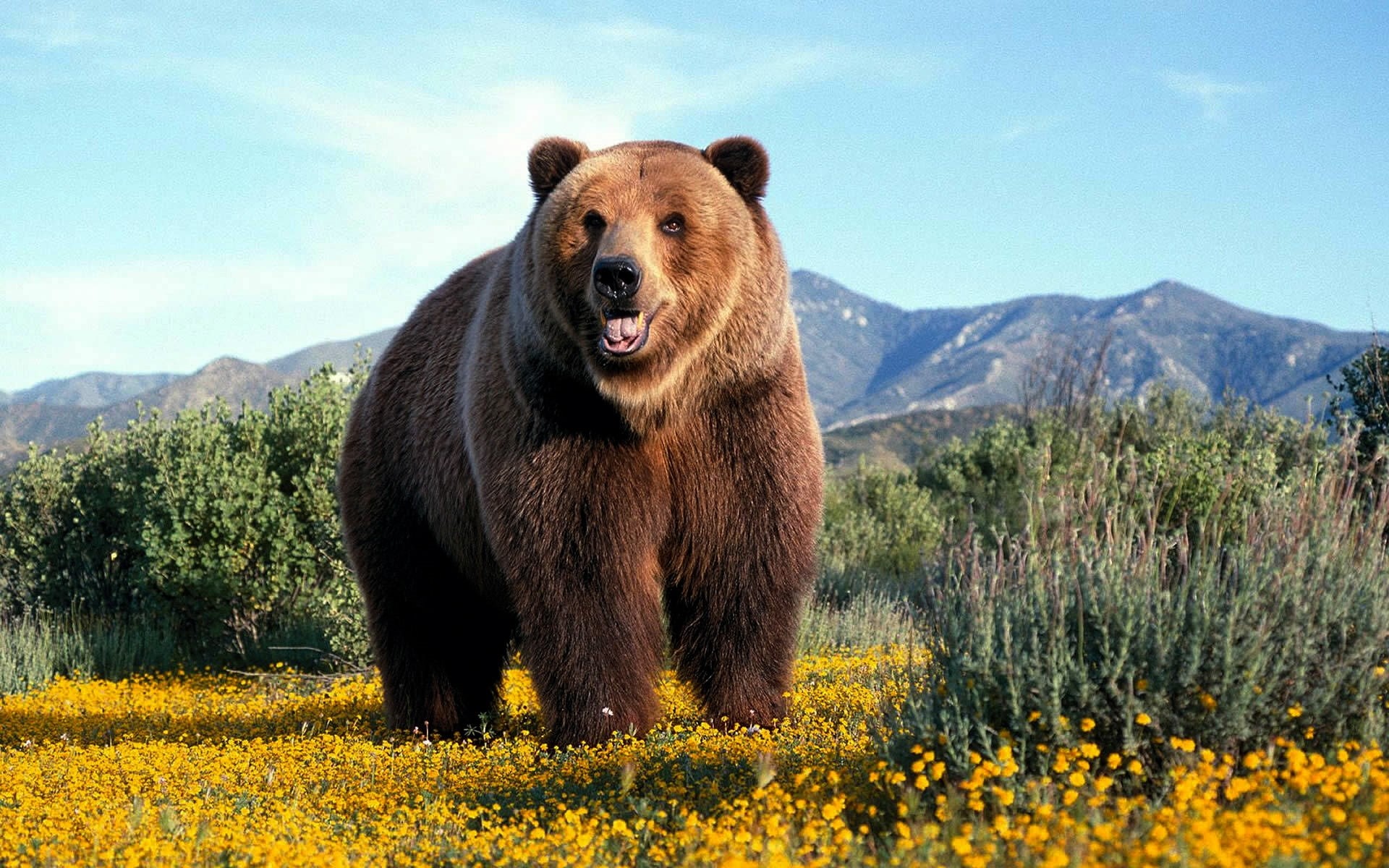 amazing, grizzly, 1080P, bear, HD Wallpaper