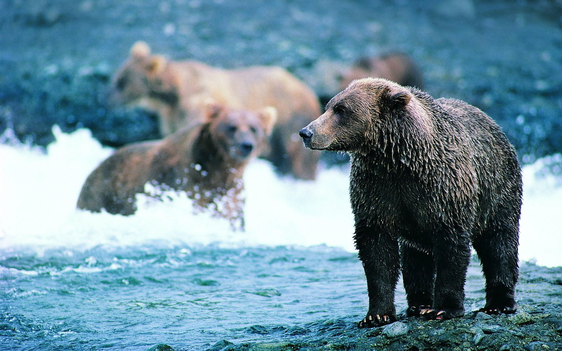 hd, brown, animals, grizzly, 1080P, bear, HD Wallpaper