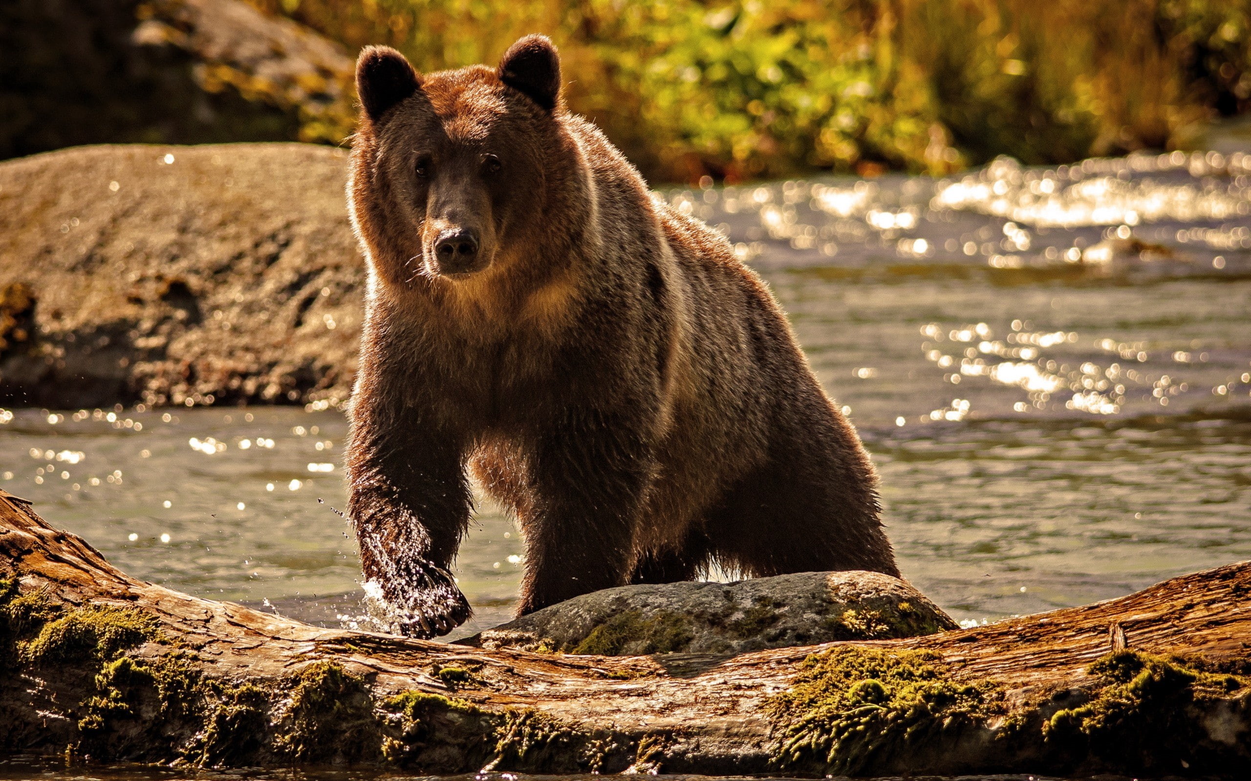 hd, bear, animals, grizzly, 2K, HD Wallpaper