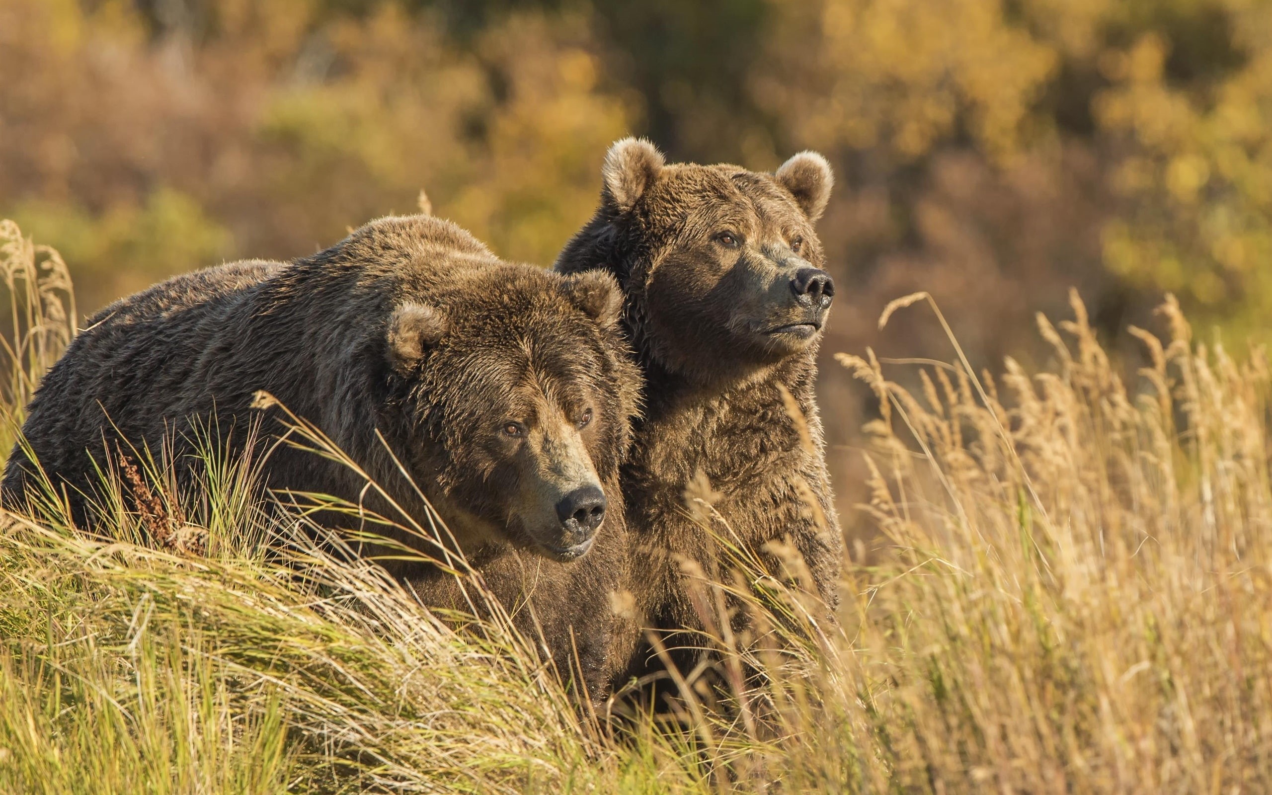2K, Grass, Bears, Grizzly, Two, HD Wallpaper