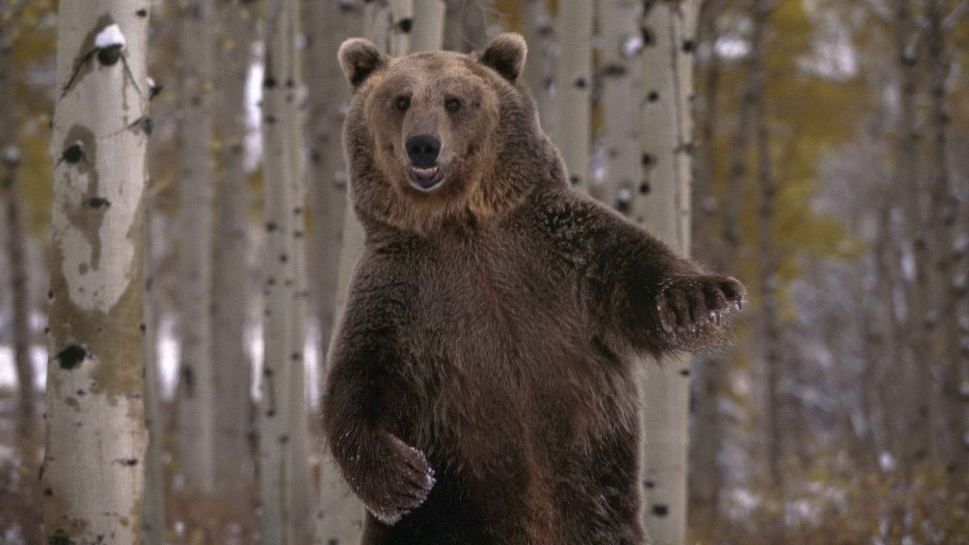 dance, brown, grizzly, bear, animals, 1080P, hd, HD Wallpaper