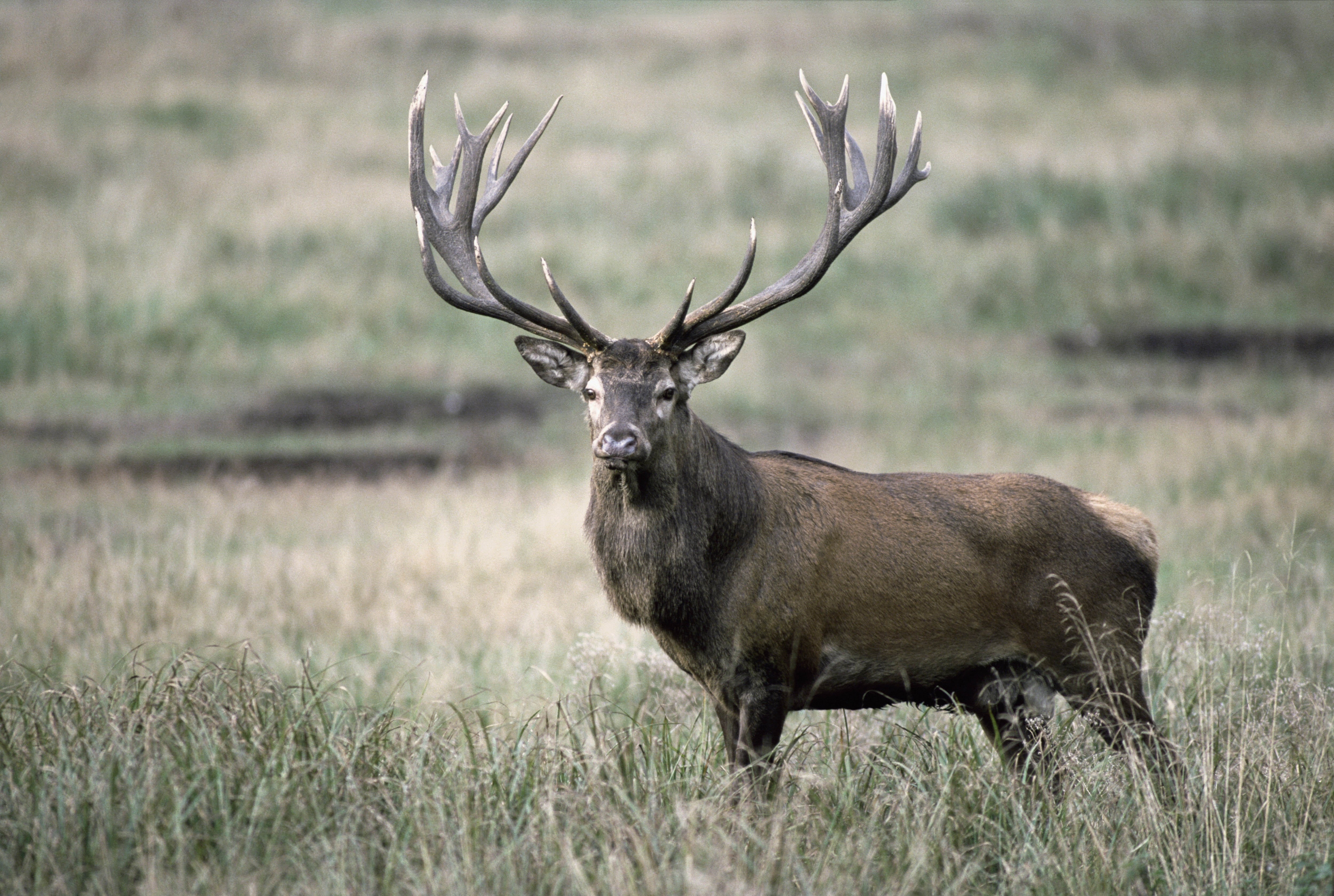 mammal, 4K, safari, savannah, safari Animals, grass, day, field, wildlife Reserve, east Africa, animals And Pets, red Deer - Animal, brown, wild Animals, HD Wallpaper