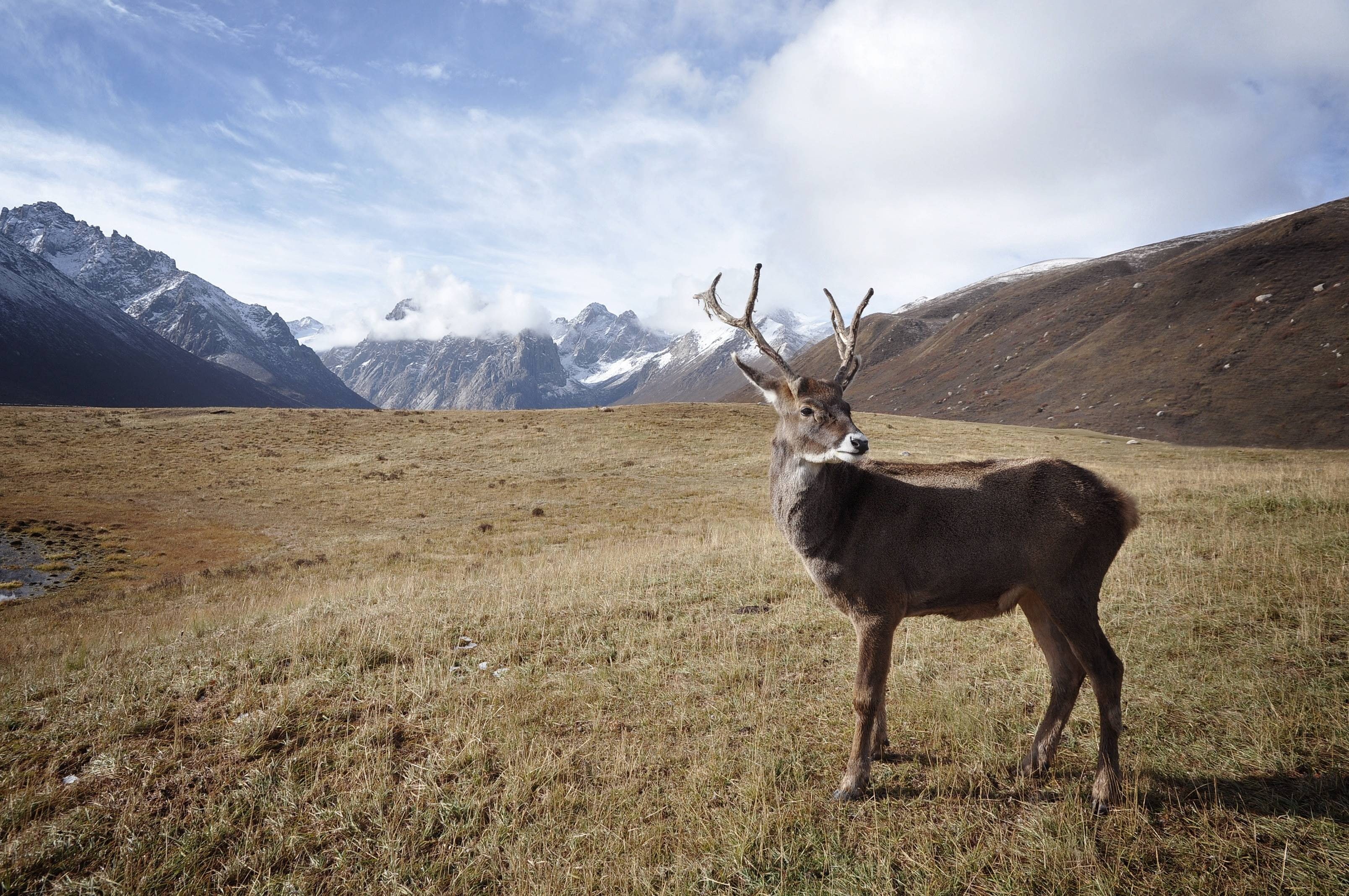 2K, caribou, deer, stag, animal, antlers, reindeer, HD Wallpaper