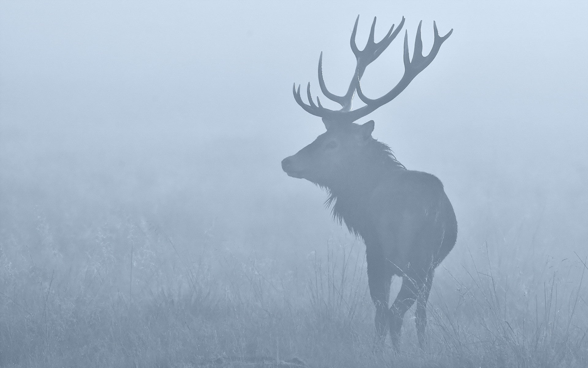 mist, nature, animals, deer, 1080P, stags, HD Wallpaper