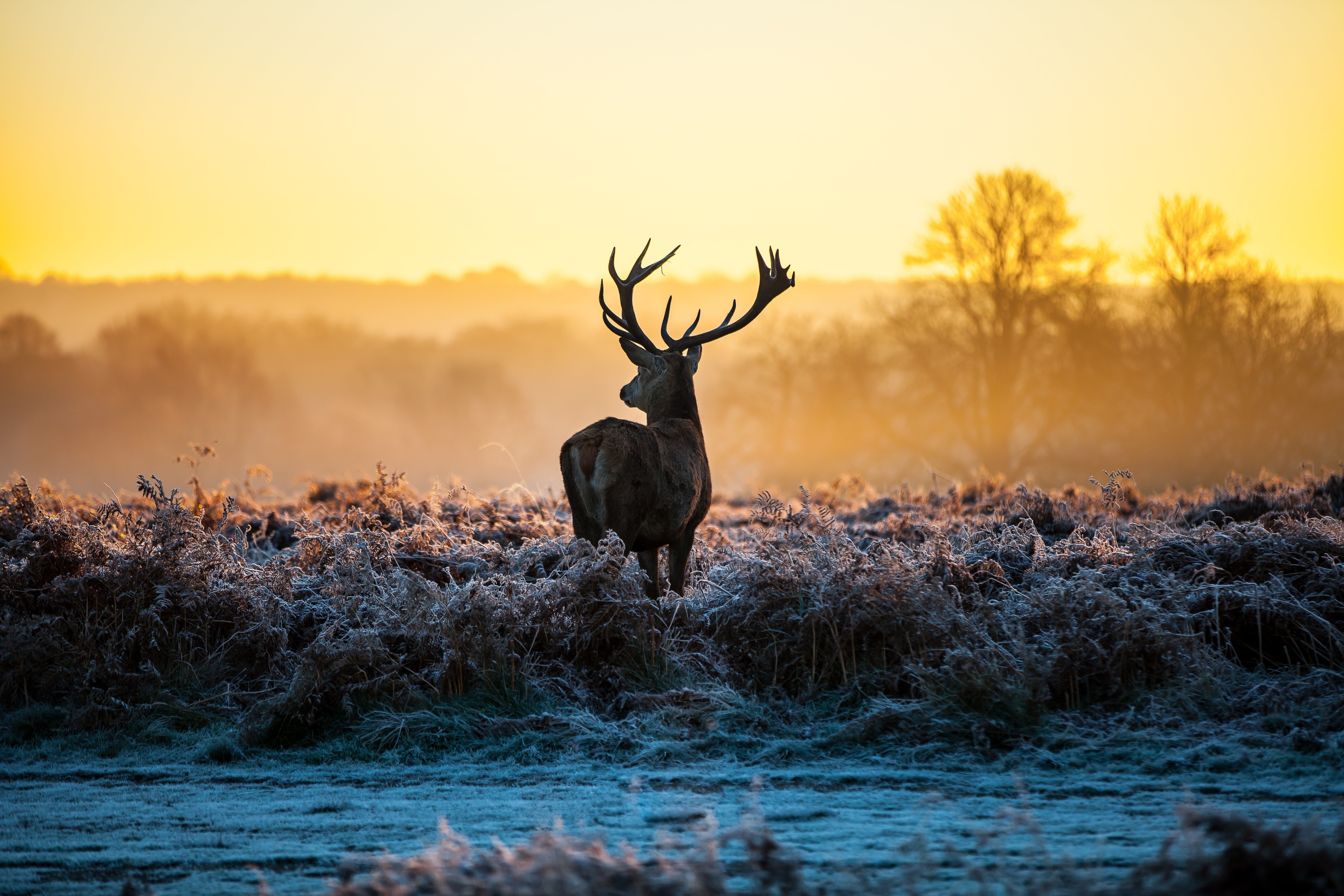 stags, landscape, 5K, morning, frost, sunlight, nature, deer, animals, HD Wallpaper