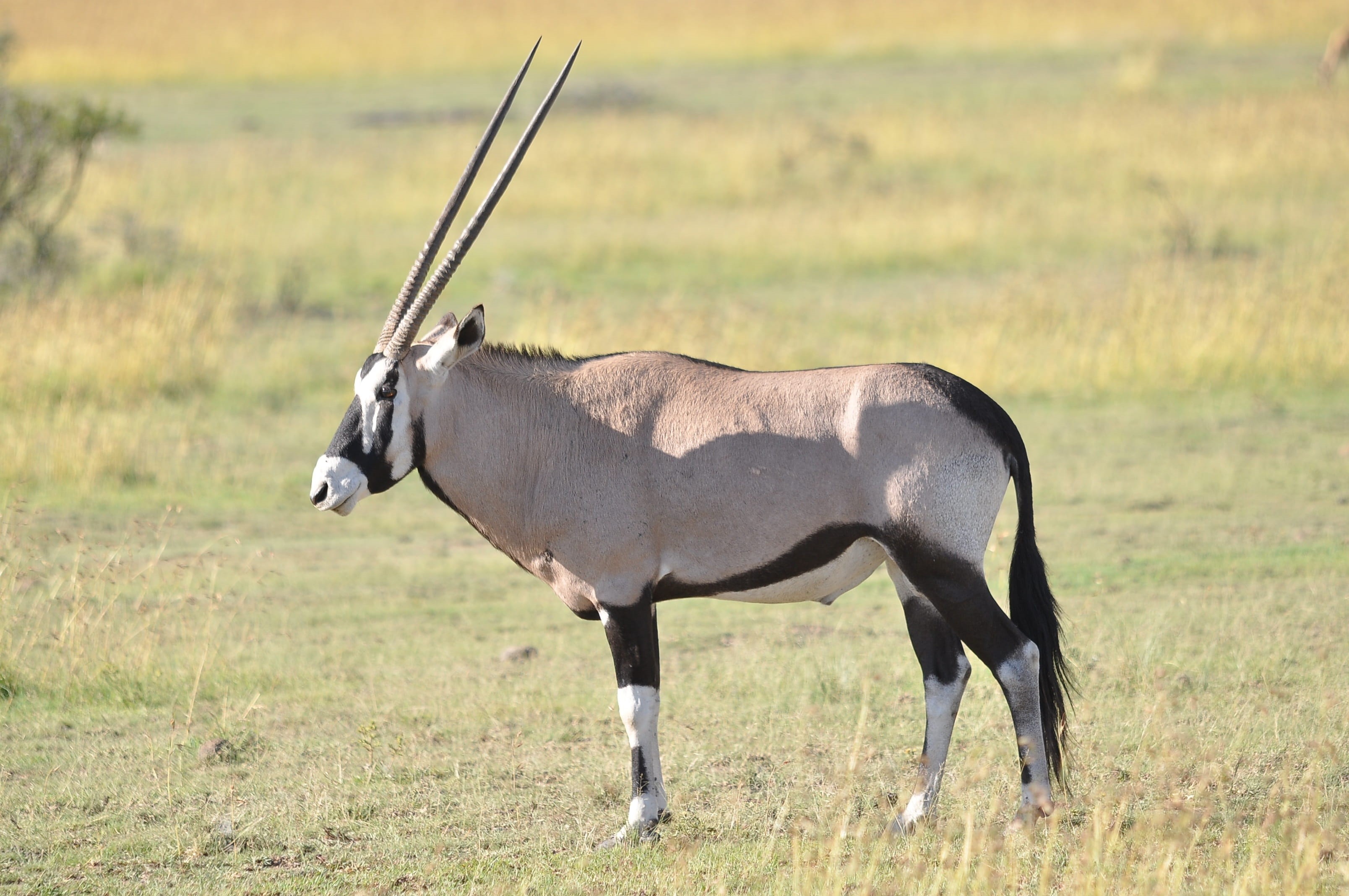 focus on foreground, profile view, day, sunlight, wildlife, plant, natural, antelope, oryx, mammal, wild, landscape, standing, field, safari, 2K, animals in the wild, HD Wallpaper