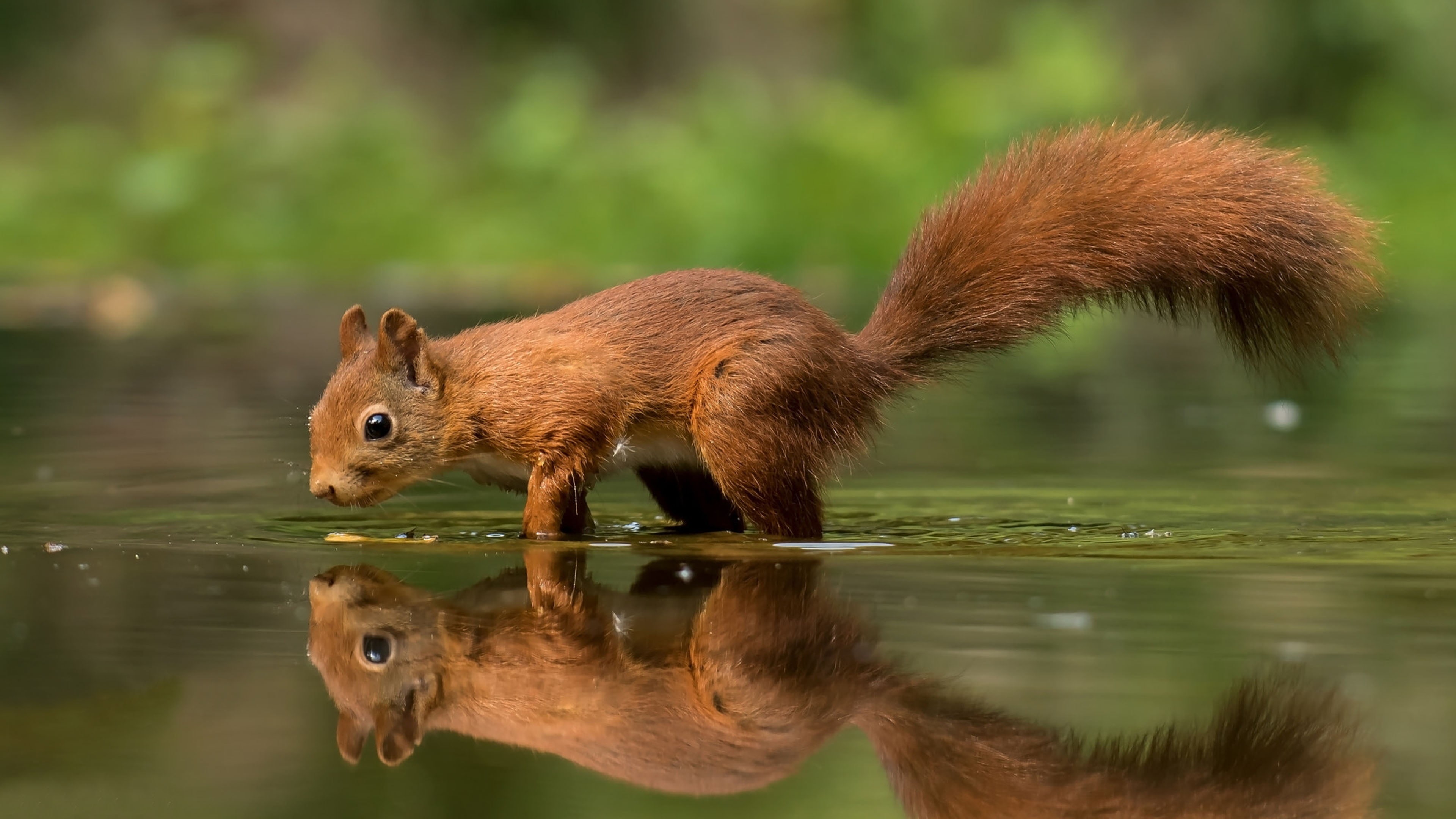 whisker, one animal, squirrel, red, name, day, sciurus, drinking, selective focus, animal themes, desktop, scientific, animal wildlife, days, mammal, no people, HD Wallpaper