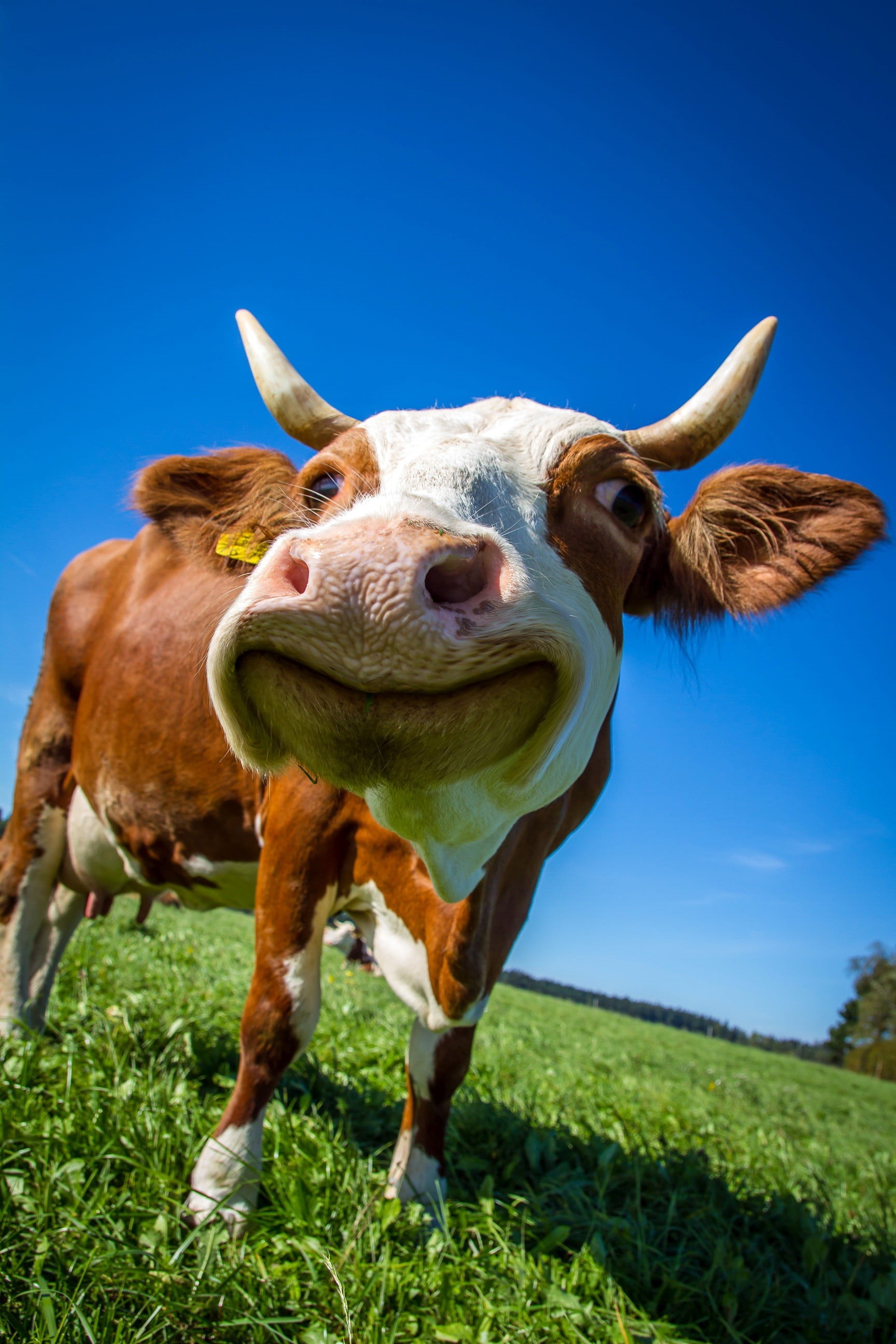 ruminant, funny, white, 2K, plant, grass, mammal, animal, domestic cattle, domestic animals, cow, domestic, portrait, one animal, nature, animal themes, Phone HD Wallpaper