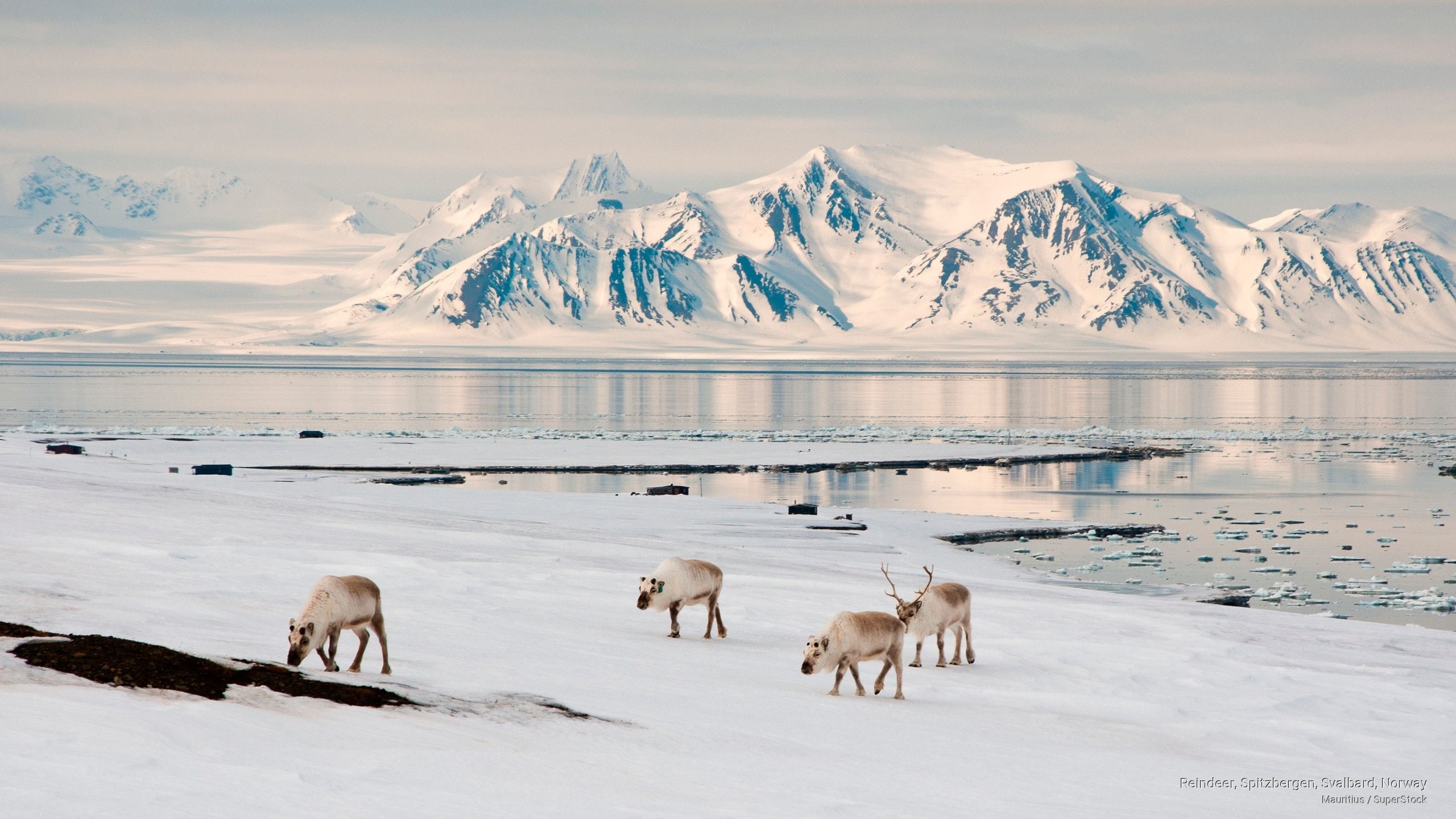 norway, reindeer, 2K, Winter, spitzbergen, svalbard, HD Wallpaper