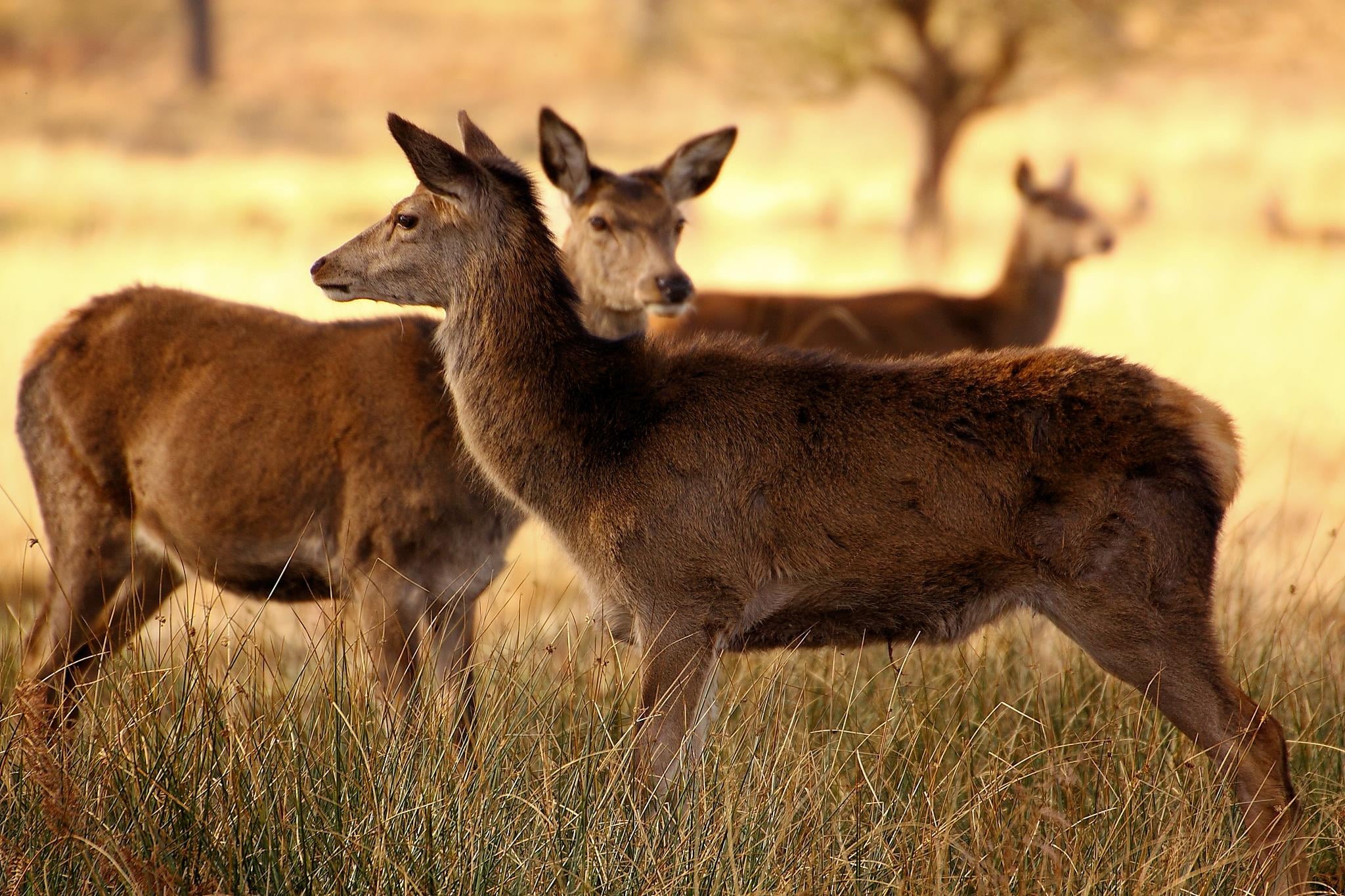 Richmond Park, three, wildlife, brown, green, London, brown deer, 1080P, green grass, richmond, mammal, animal, outdoors, park, deer, nature, animals In The Wild, HD Wallpaper
