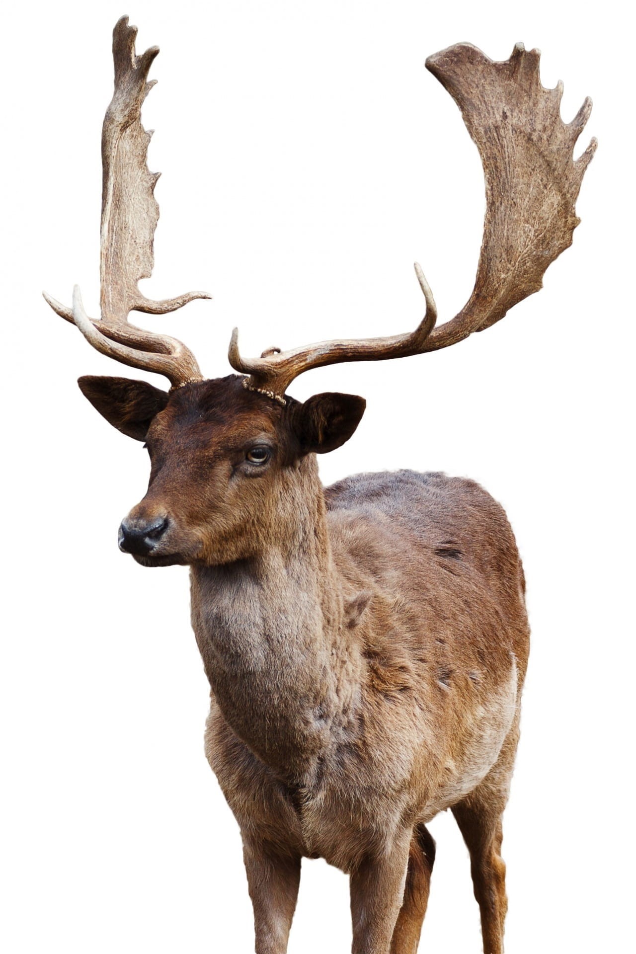 wildlife, wild, horned, stag, wildlife photography, male, no people, vertebrate, white background, standing, buck, animal wildlife, animal head, photography, Phone HD Wallpaper