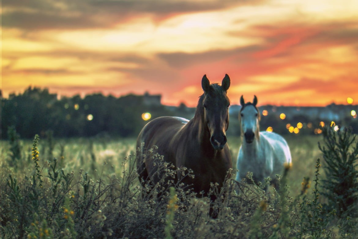 animal, pasture, field, 480P, horses, white, mammal, grass, outdoors, Sevilla, white horses, rural Scene, nature, meadow, vigilantes, España, two, Andalucía, HD Wallpaper
