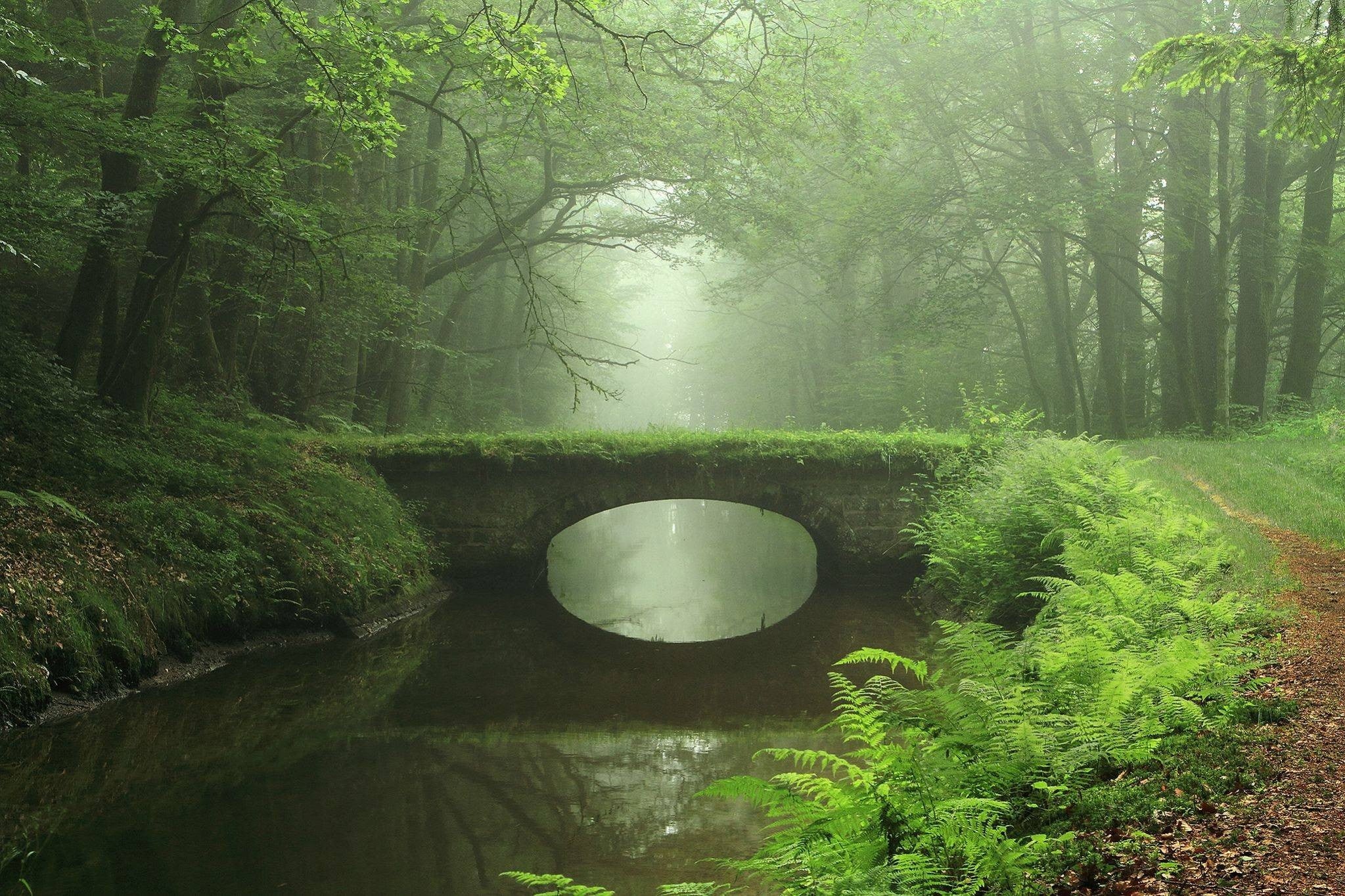 non-urban scene, green color, river, wooden, woodland, day, no people, beauty in nature, 1080P, bridge, land, plant, forest, tree, ferns, water, outdoors, HD Wallpaper
