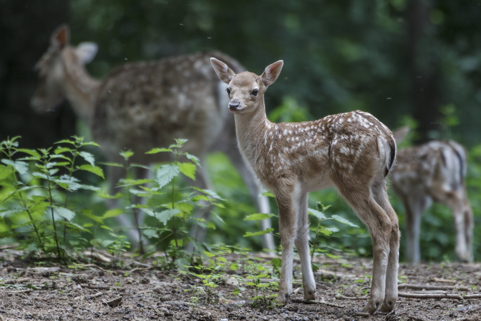 fauna, cautivo, animal, nature, doe, fawn, deer, de, mammal, captive, wildlife, 720P, stag, outdoors, portrait, animals In The Wild, forest, Jaca, HD Wallpaper