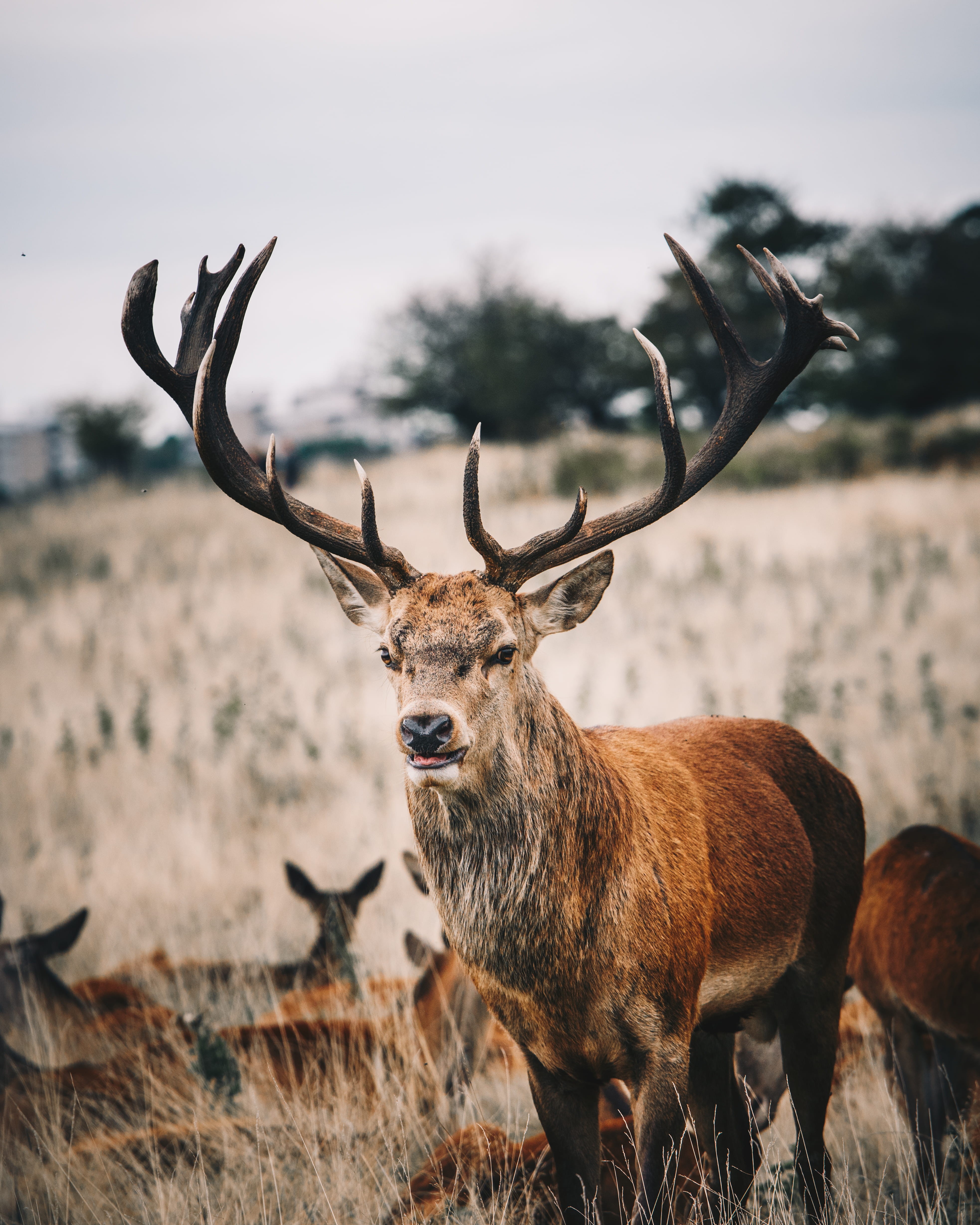 herd, nature, deer, antelope, national Park, closeup, d810, wildlife Reserve, buck, wilderness Area, nikon, doe, outdoors, grass, rack, hunting, horned, Phone HD Wallpaper