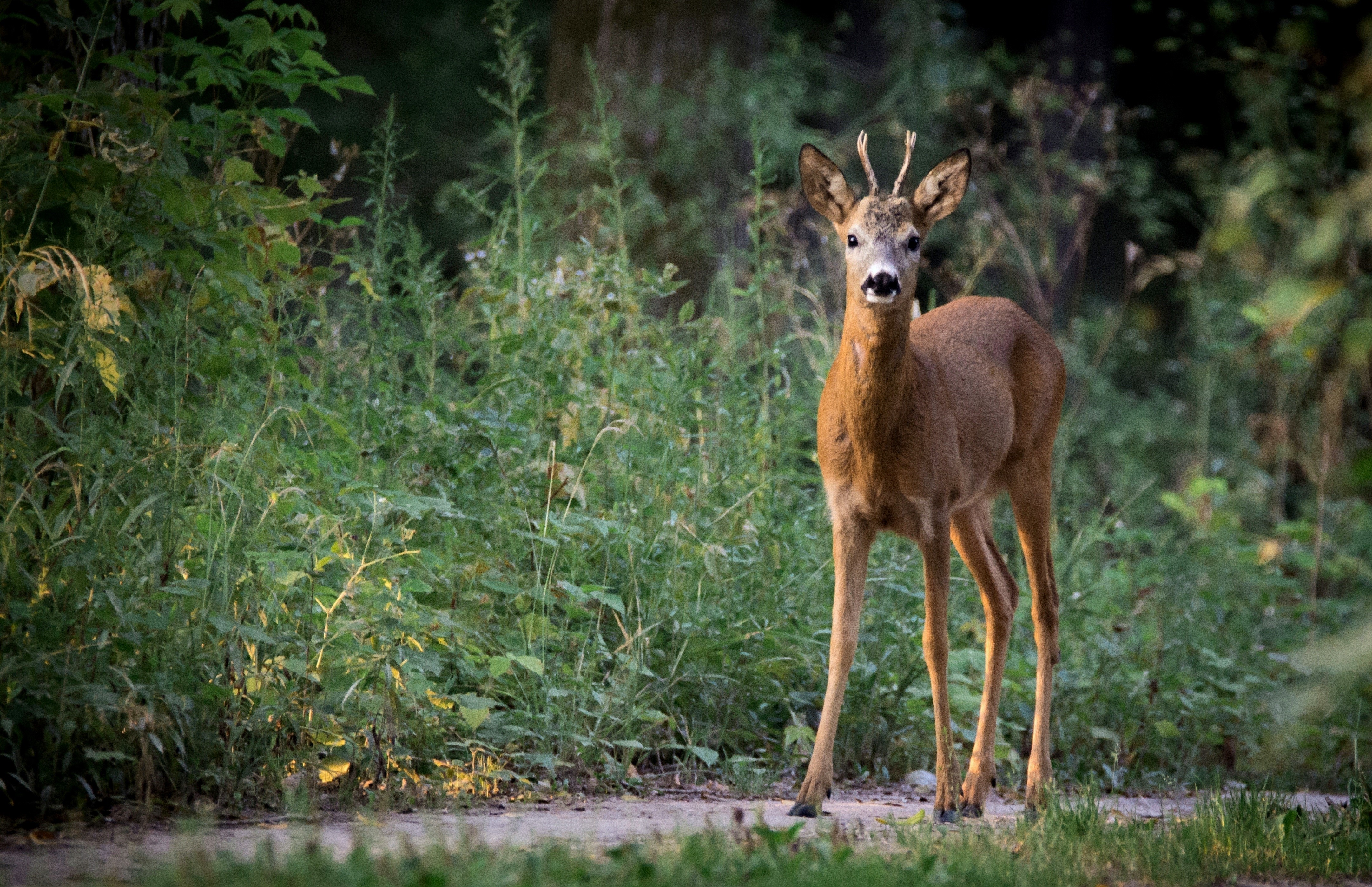 plant, animal themes, animal wildlife, vertebrate, antlers, domestic animals, herbivorous, day, standing, wildlife, green, deer, full length, animals In The Wild, HD Wallpaper