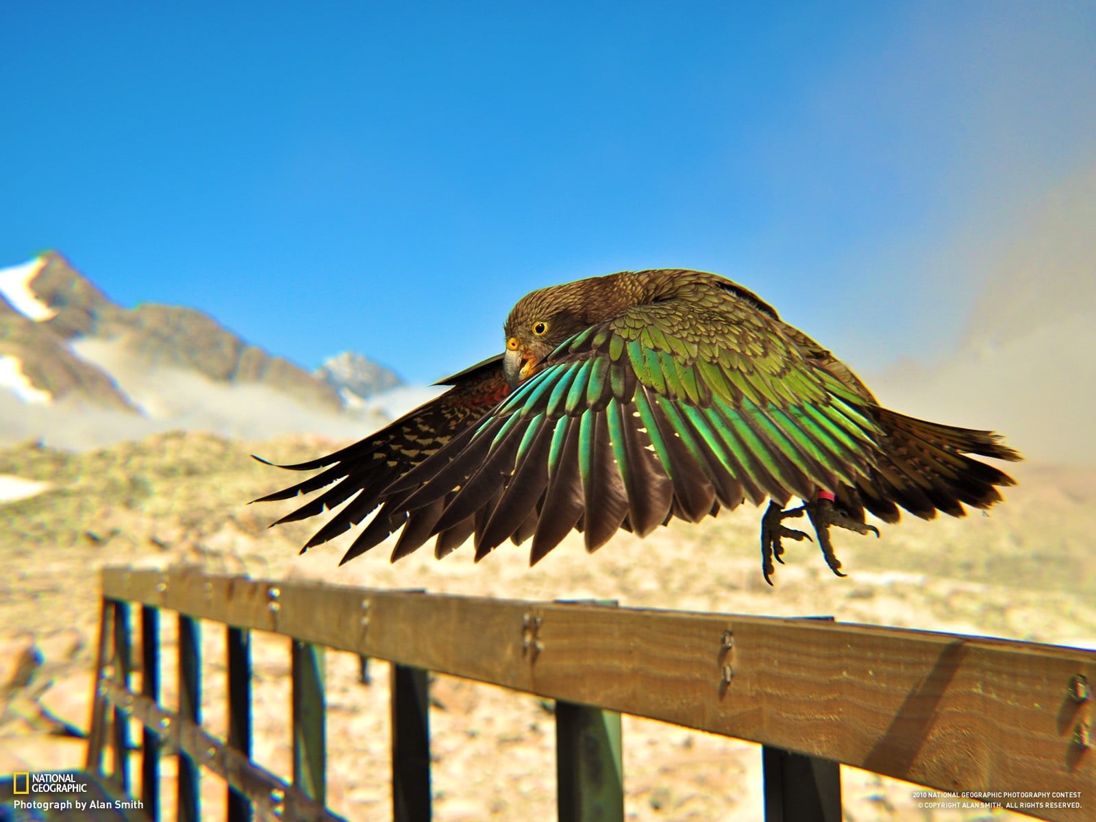 animal wildlife, feathers, sunlight, birds, 720P, animal themes, depth of field, one animal, vertebrate, spread wings, no people, decor, parrot, nature, HD Wallpaper