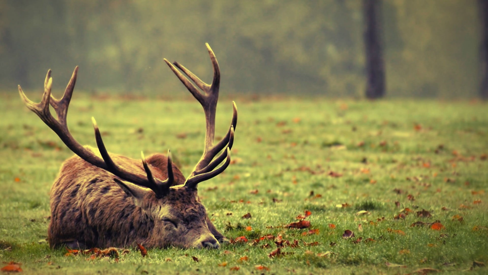 tree, plant, grass, brown, nature, land, animals, animal wildlife, outdoors, sleeping, day, animal themes, herbivorous, domestic animals, horned, 1080P, HD Wallpaper