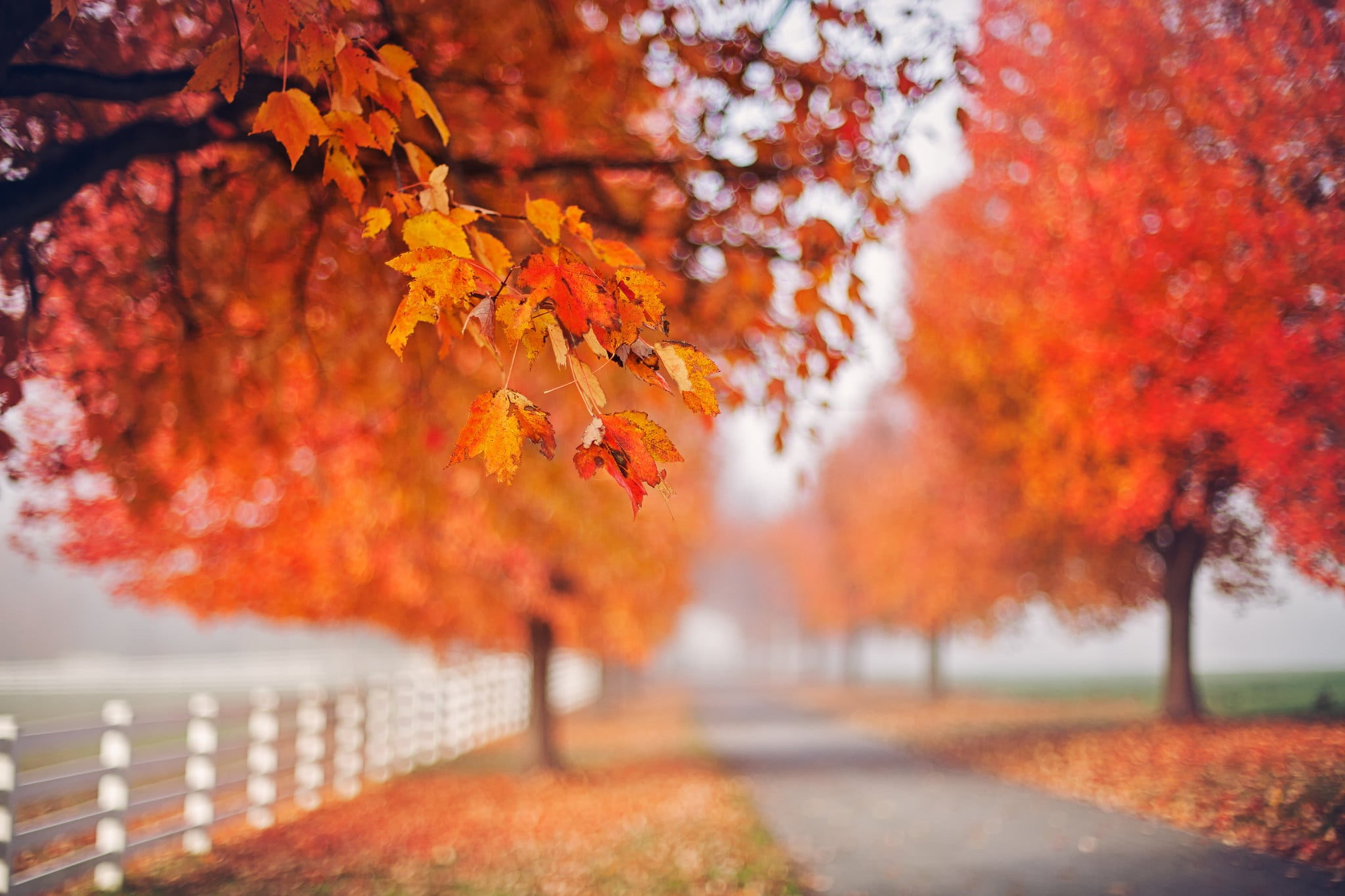 fall, growth, maple tree, plant part, orange color, outdoors, change, no people, tree, beauty in nature, nature, depth of field, leaf, leaves, branch, trees, HD Wallpaper