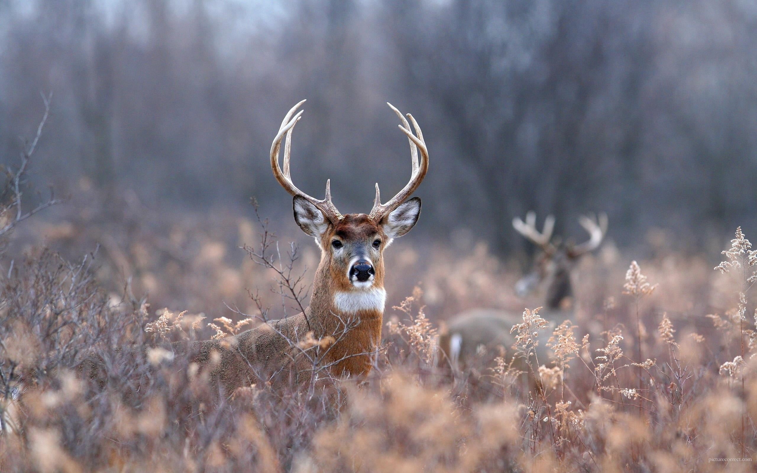 land, day, outdoors, animal themes, field, plant, animals, tree, no people, herbivorous, one animal, winter, forest, 2K, animal wildlife, depth of field, HD Wallpaper