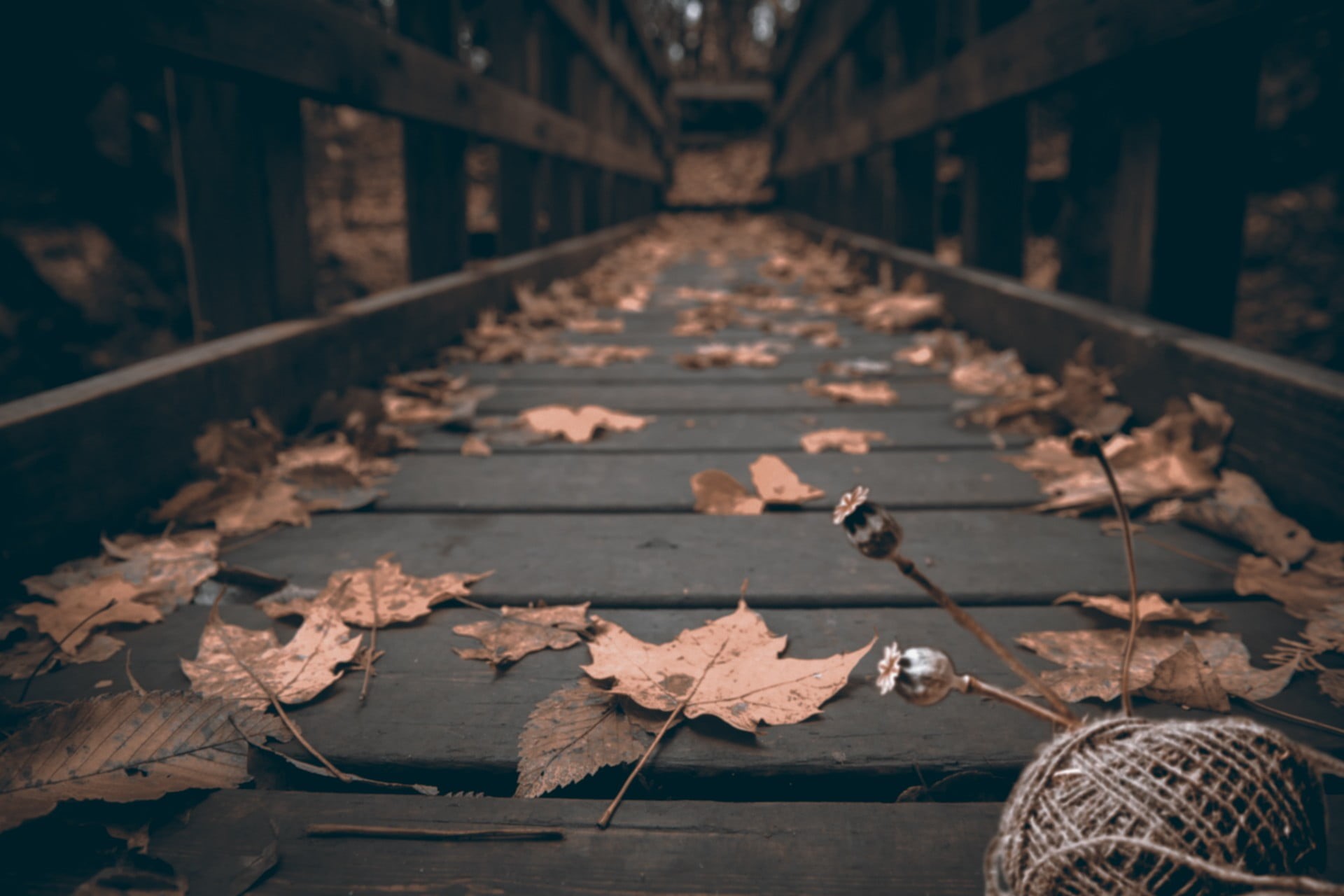 tree, macro, falling, depth of field, eye, brown, autumn, bridge, nature, plant part, wood - Material, vulnerability, season, backgrounds, old, focus on foreground, HD Wallpaper