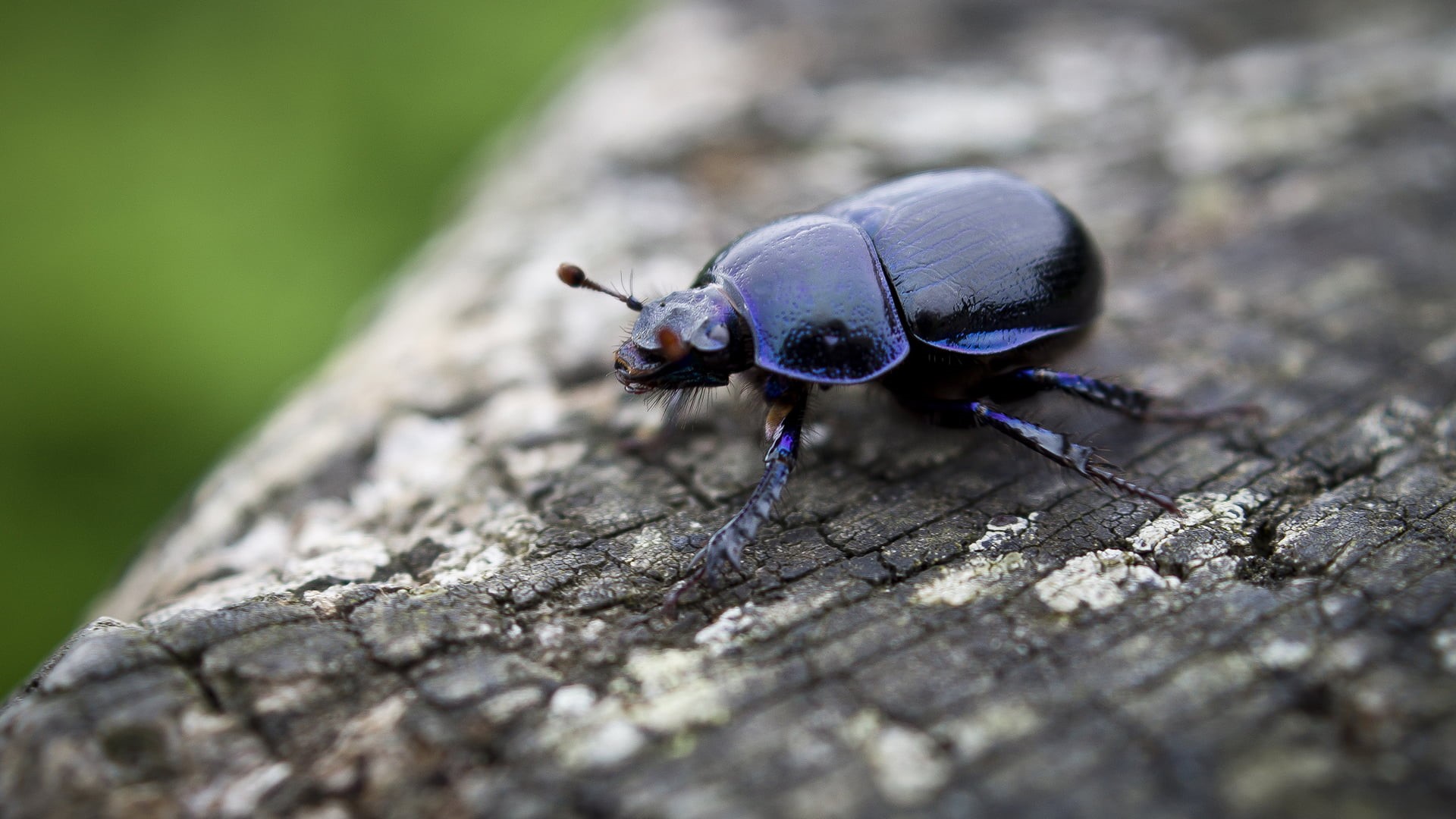 selective focus, mollusk, 1080P, beetle, black, invertebrate, insect, beetles, one animal, wood - material, animal antenna, animal, animal themes, animals, HD Wallpaper