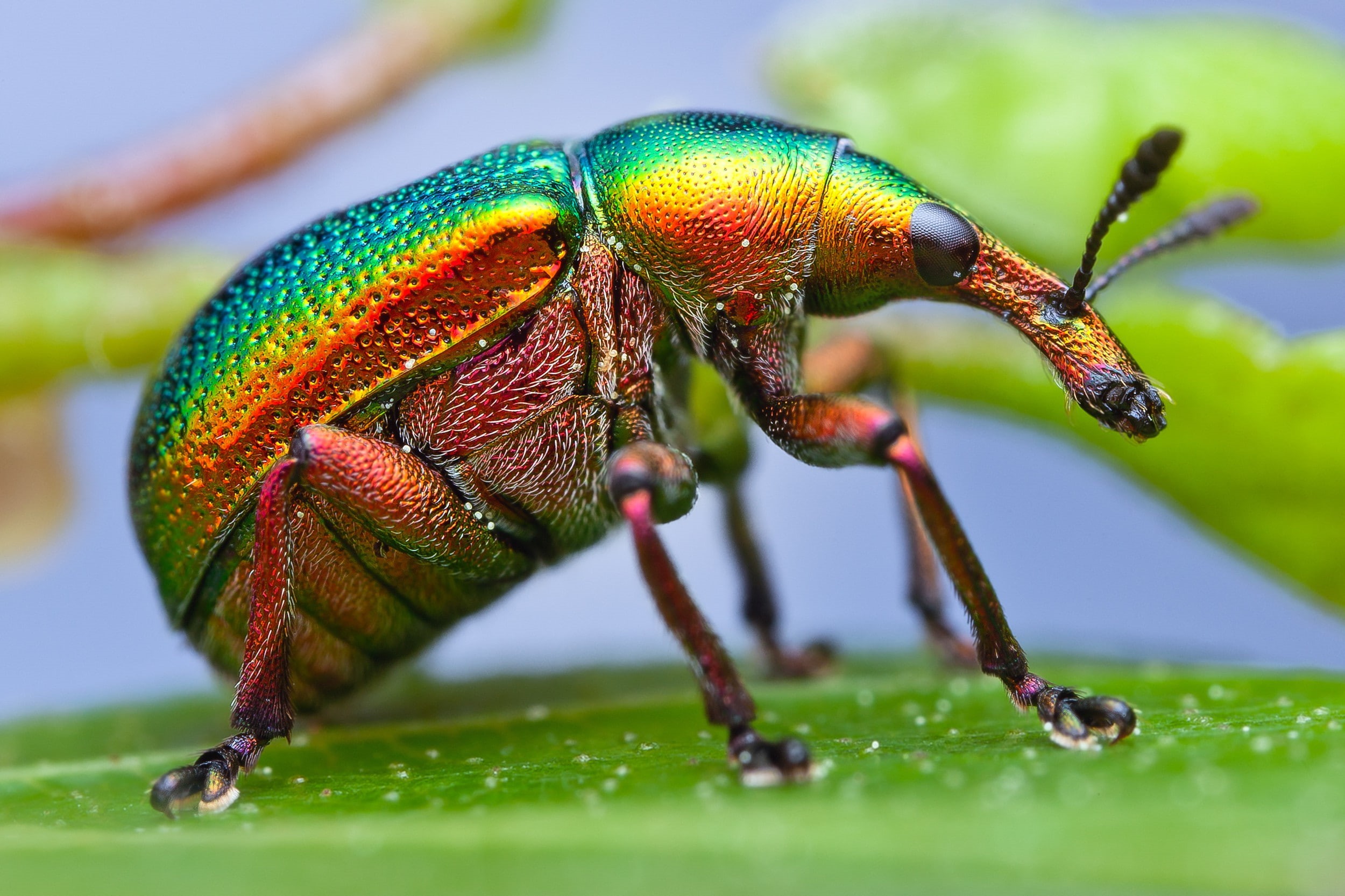 Macro, weevil, beetle, insect, paint, 1080P, HD Wallpaper