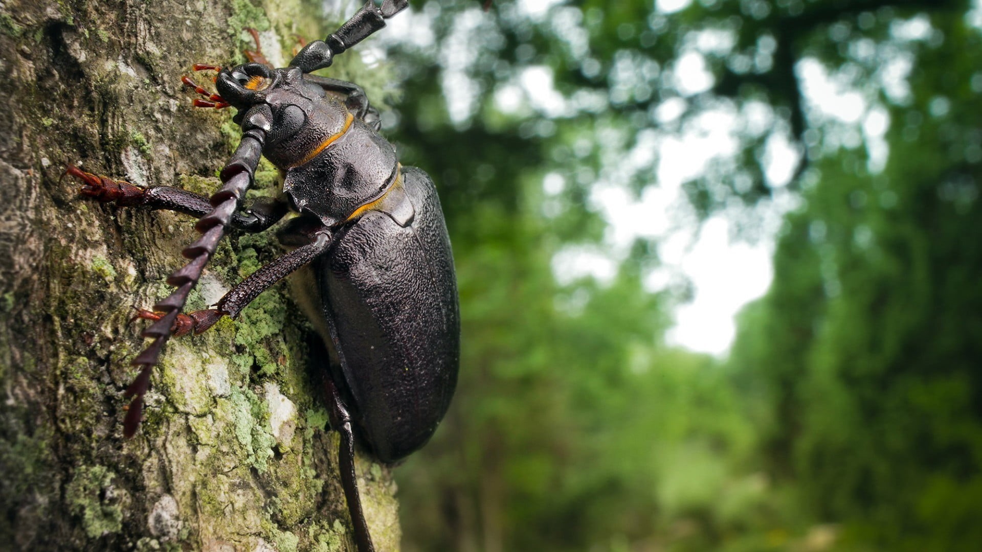 beetle, animal wildlife, animal themes, longhorn, tree trunk, focus on foreground, black, plant, nature, branch, one animal, insect, tree, land, macro, HD Wallpaper