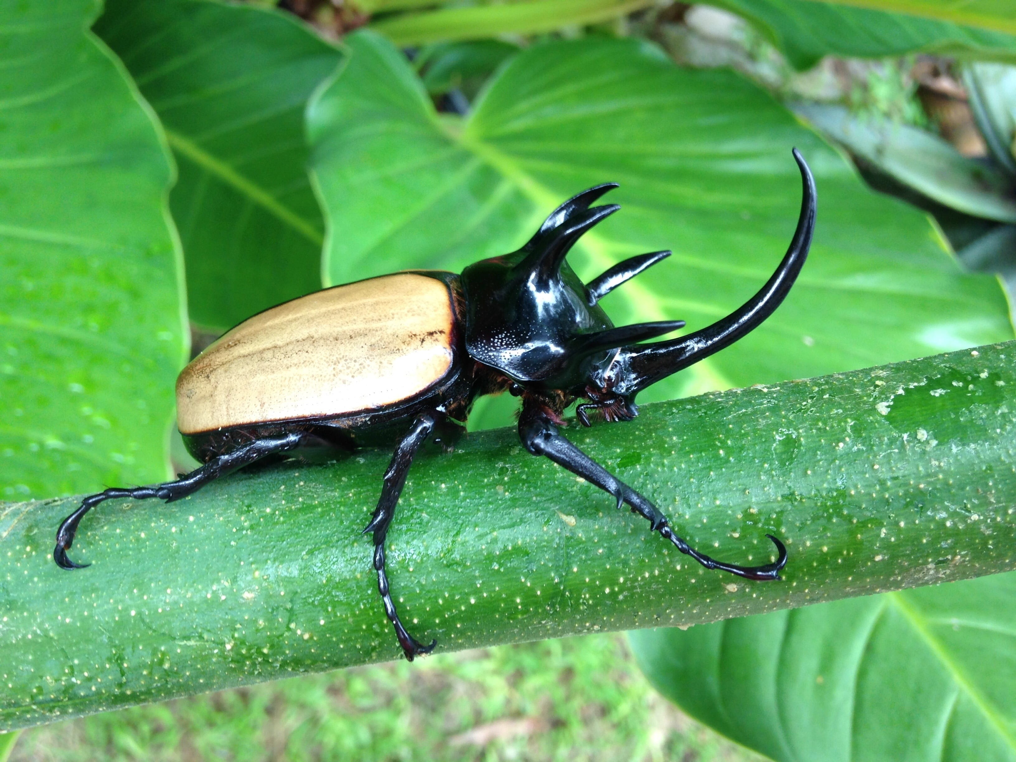 plant part, black color, animal themes, rhino, horn, plant, wildlife, invertebrate, insect, animal wing, outdoors, animals in the wild, bugs, black, day, HD Wallpaper