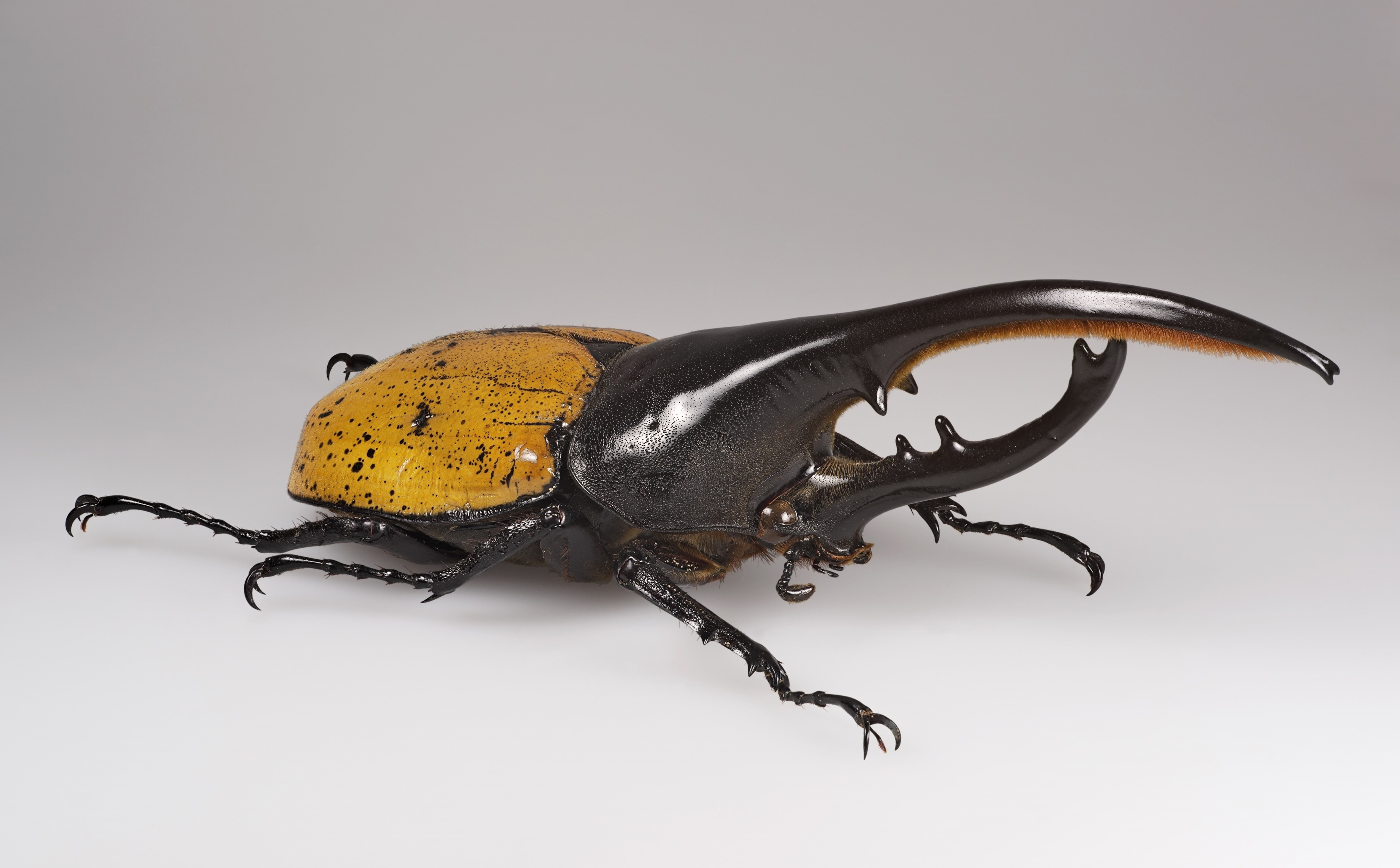gray, 5K, Macro, Insect, yellow, Animals, gray background, Museum, cut out, one animal, extant, personal accessory, HerculesBeetle, Beetle, full length, HD Wallpaper