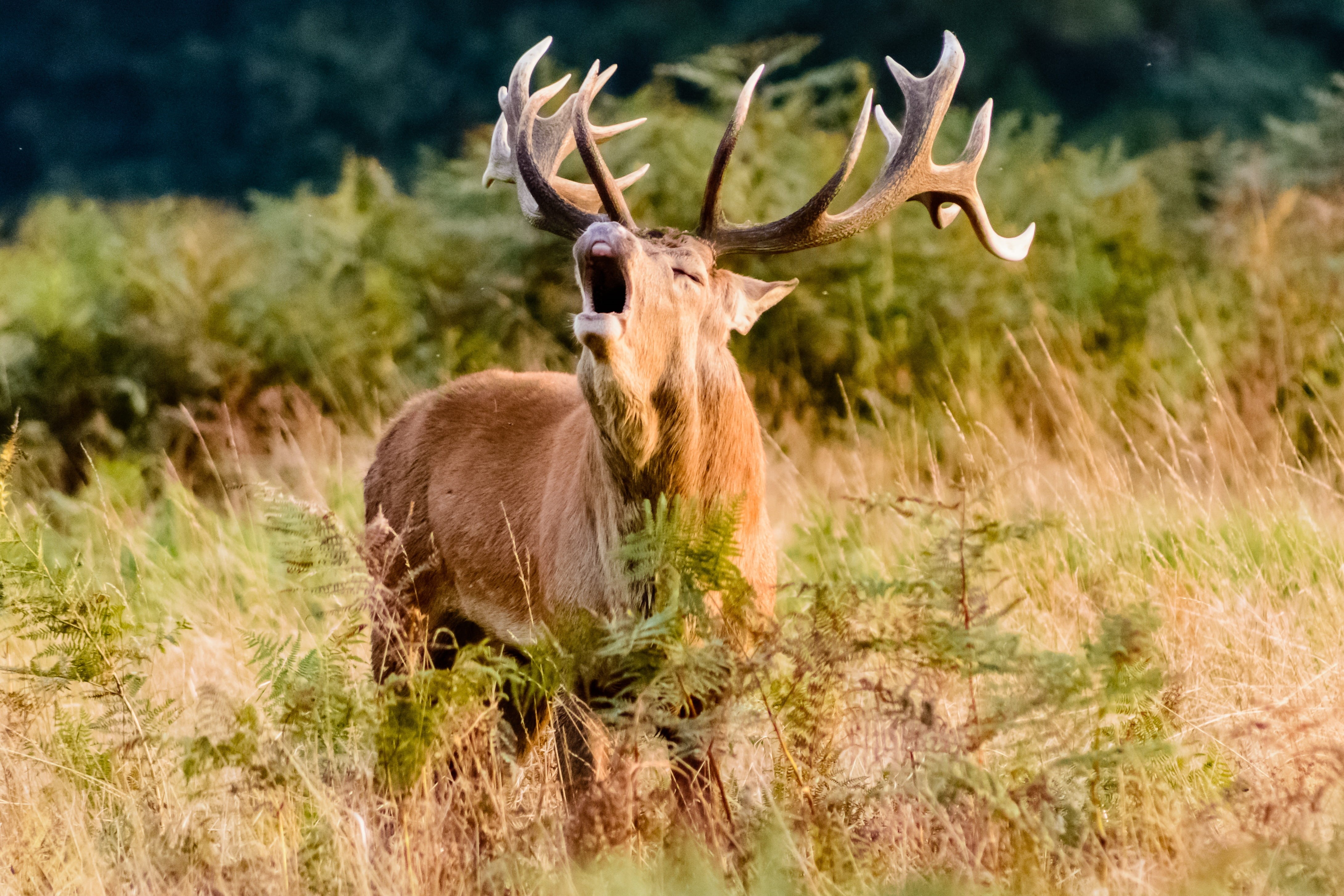 woods, antlers, nature, one animal, animal themes, season, wild, focus, vertebrate, natural, outdoors, hunting, animal wildlife, plant, grass, stag, colorful, HD Wallpaper