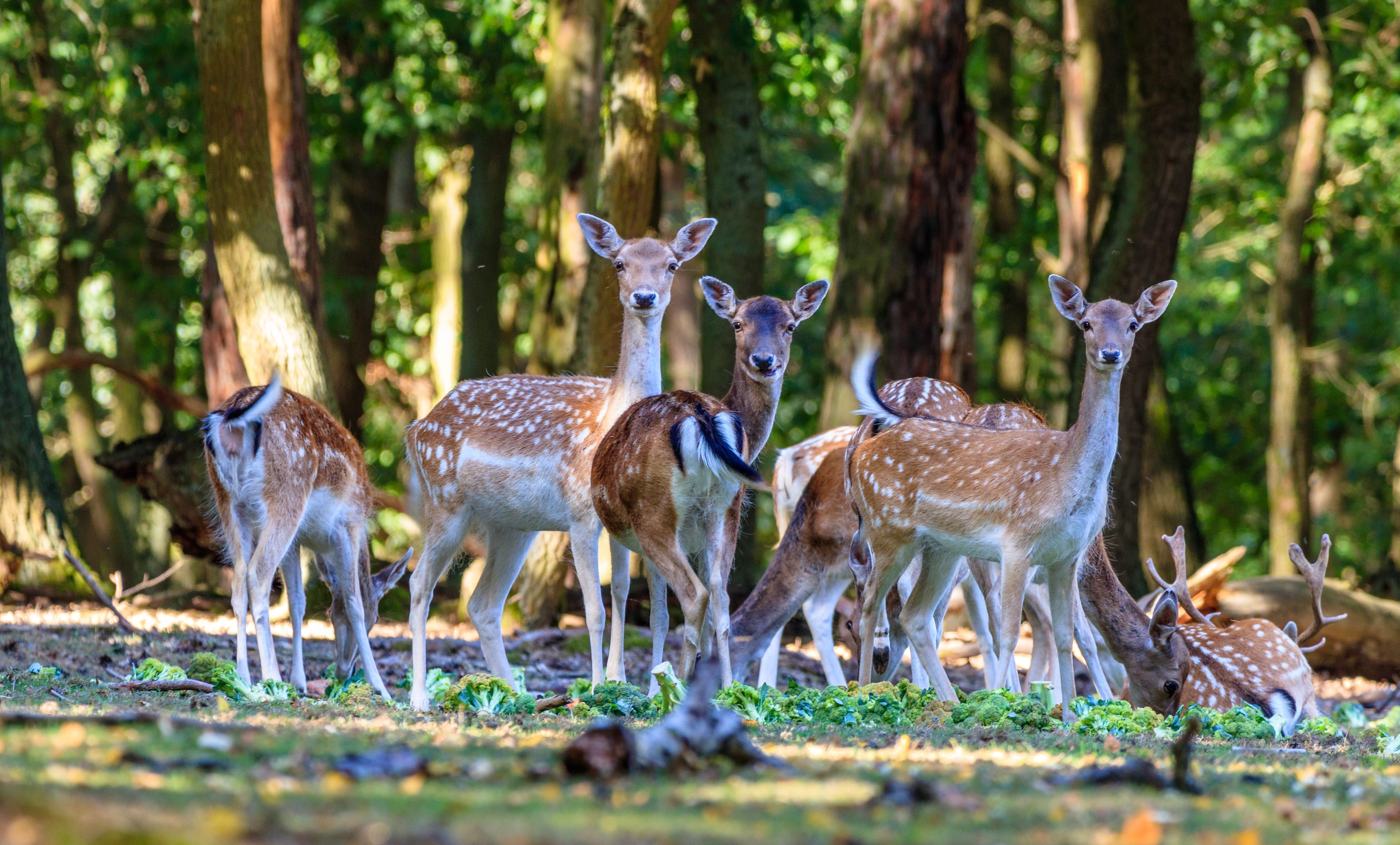outdoors, wild, wilderness, standing, hirsch, day, animal, tree, group of animals, 5K, animals in the wild, domestic animals, animal wildlife, land, roe deer, HD Wallpaper