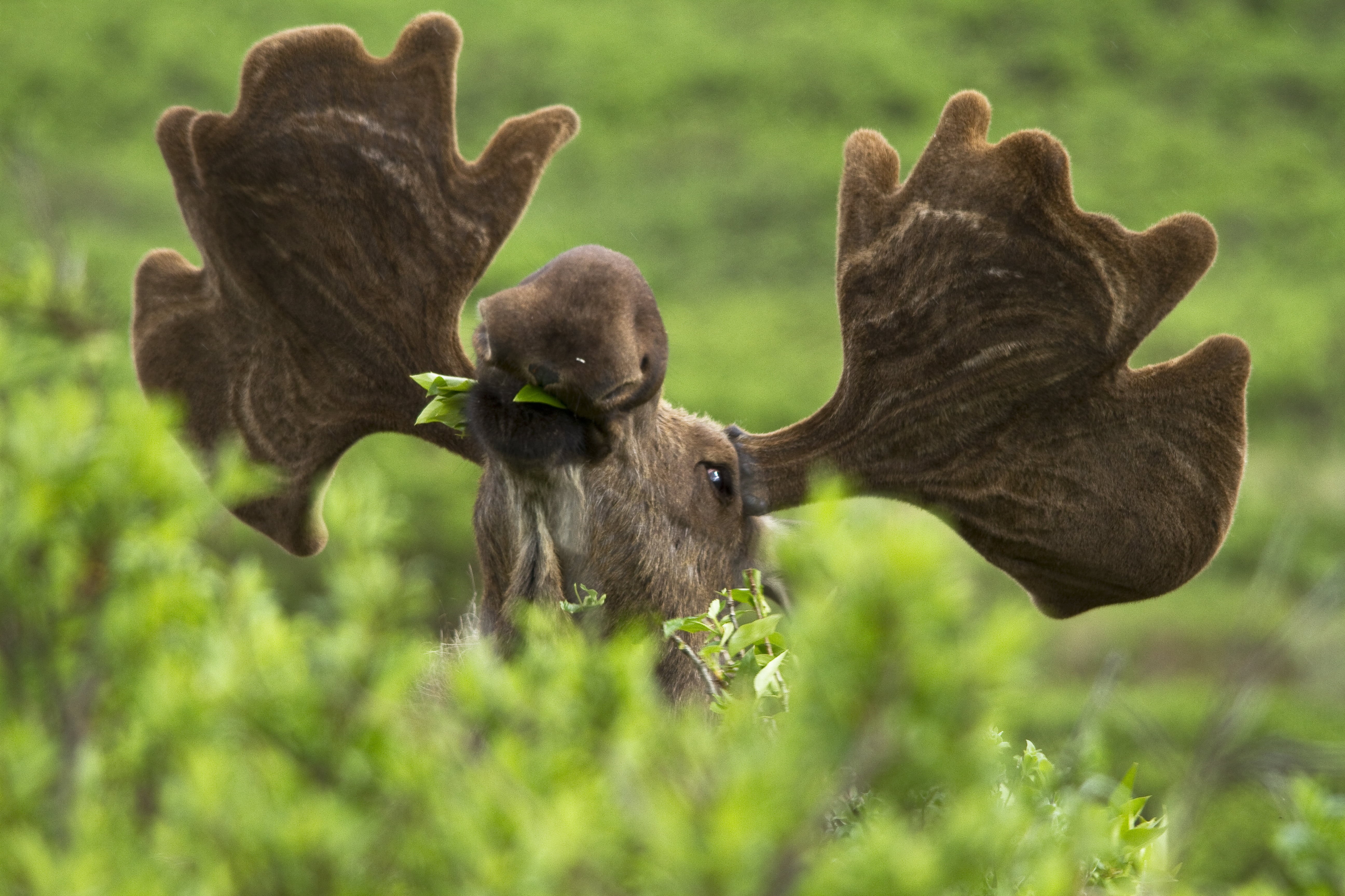 macro, grass, Bushes, 5K, head, Alaska, nature, Moose, Wildlife, shot, animal, brown, macro shot, Denali National Park, HD Wallpaper