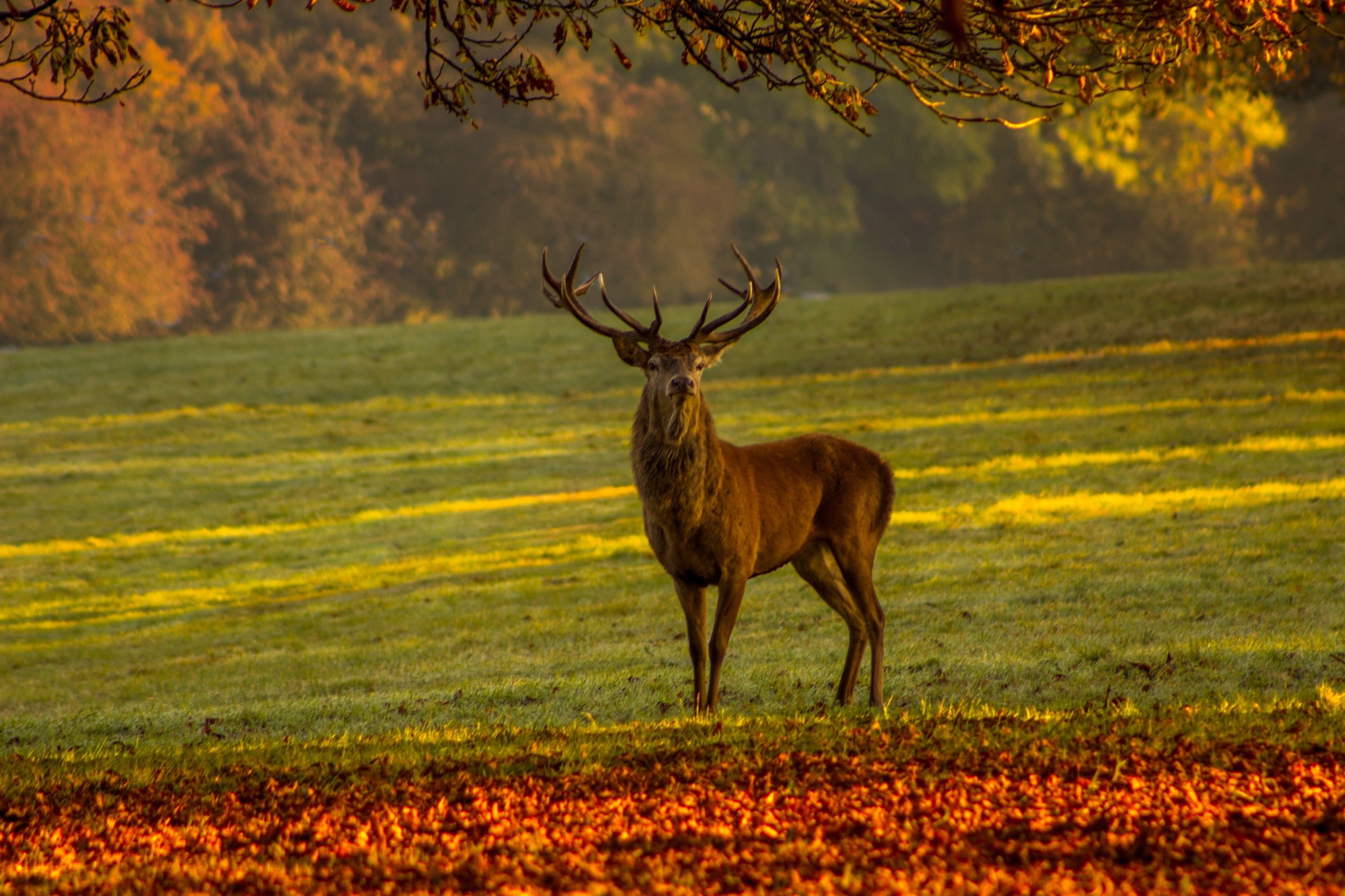 day, one animal, field, 2K, tree, animal wildlife, brown, outdoors, vertebrate, stag, daytime, no people, nature, animals in the wild, green, forest, plant, HD Wallpaper