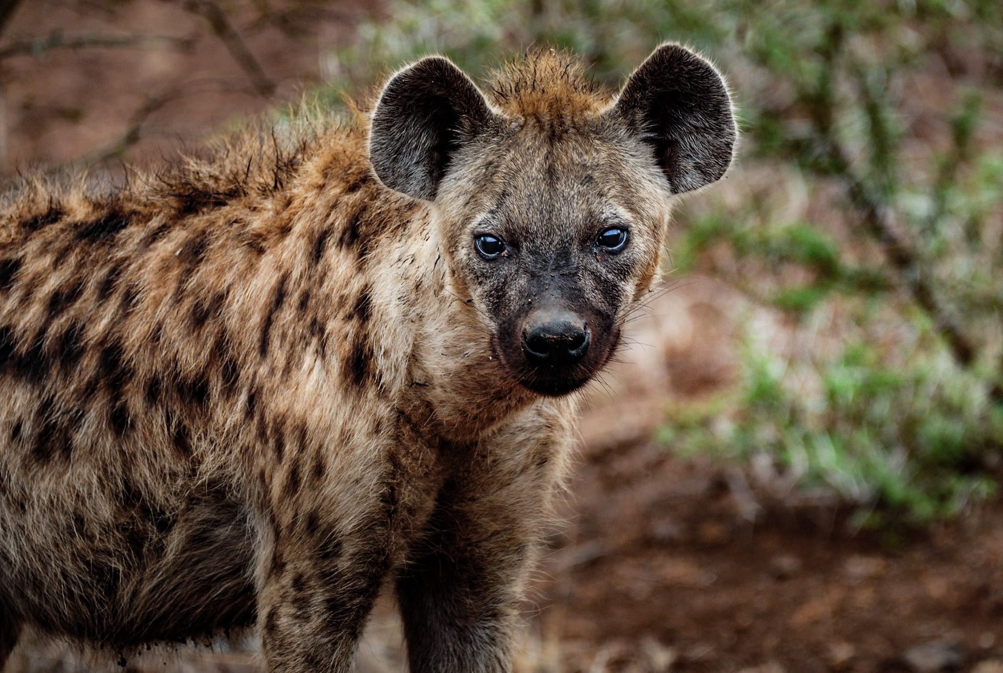 mammal, one animal, furry, animal photography, day, portrait, blur, wild, nature, 1080P, cute, animal body part, savanna, fur, carnivore, animal eye, conservation, HD Wallpaper