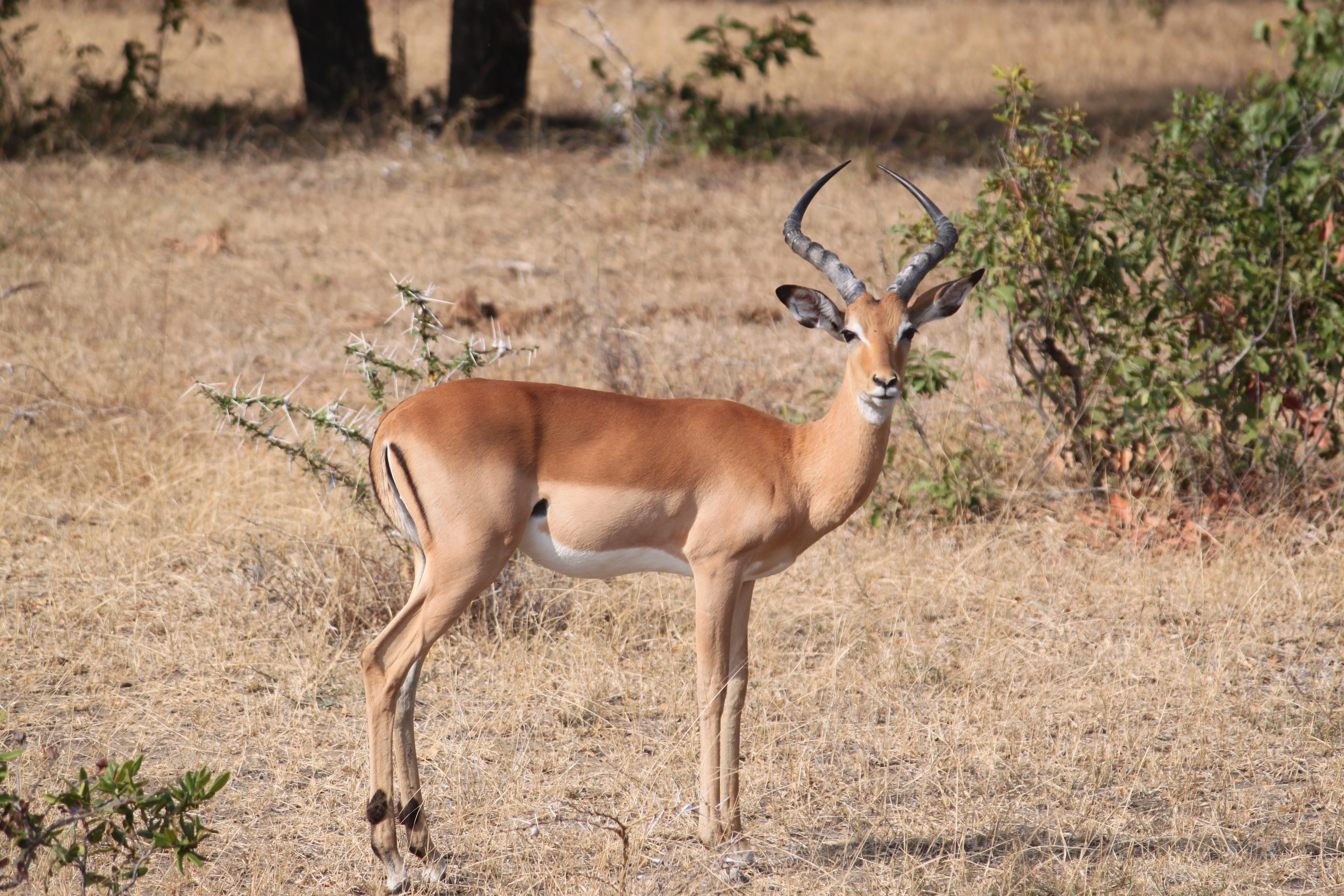 savannah, land, plant, wilderness Area, brown, outdoors, standing, deer, full length, vertebrate, wildlife Reserve, selective, wildlife, kenya, herbivorous, HD Wallpaper