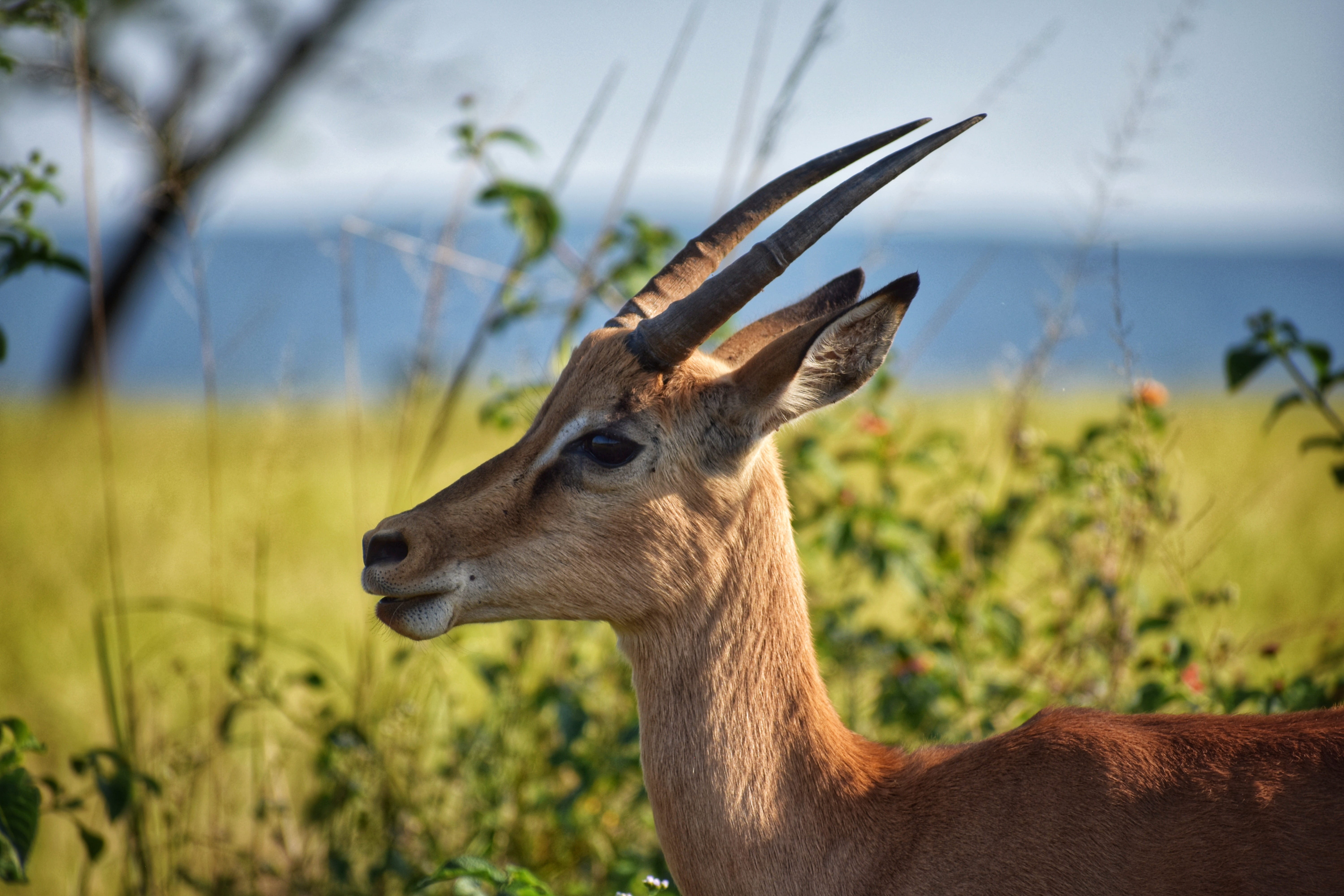 brown, outdoors, animal themes, animal wildlife, focus, green, wildlife photography, daylight, field, profile view, animals in the wild, close-up, photography, HD Wallpaper