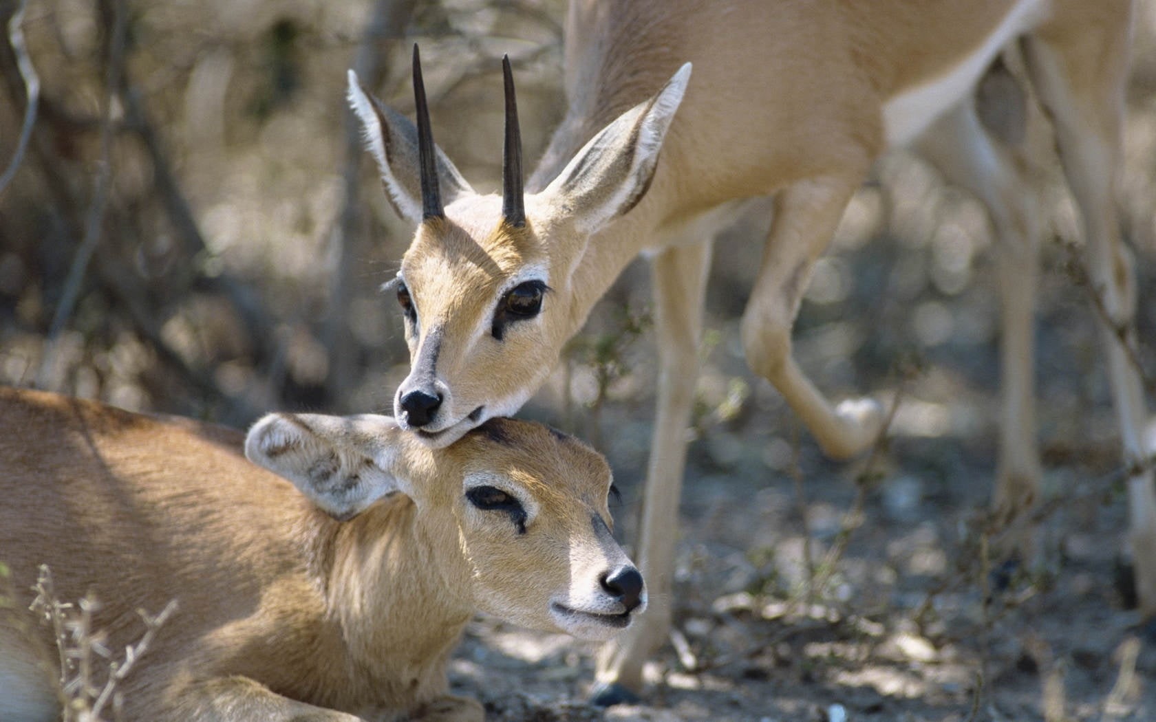 gazelle, domestic animals, horns, animals In The Wild, daytime, animal wildlife, africa, outdoors, antelope, wild Animals, wilderness Area, hoofed Mammal, HD Wallpaper