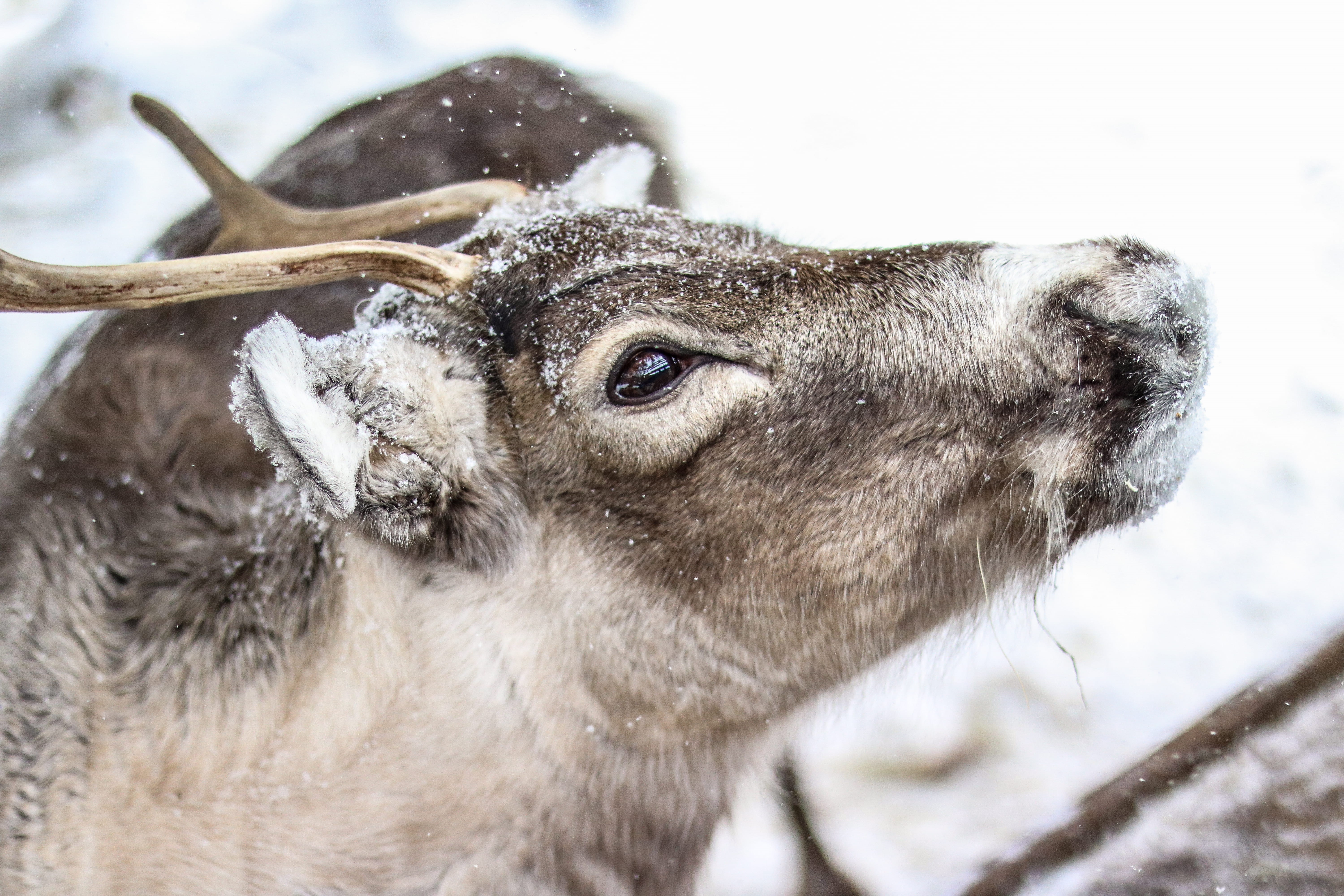 frosty, close-up, frozen, one animal, head, reindeer, winter, focus, deer, wildlife photography, herbivorous, snowing, looking, domestic animals, photography, HD Wallpaper