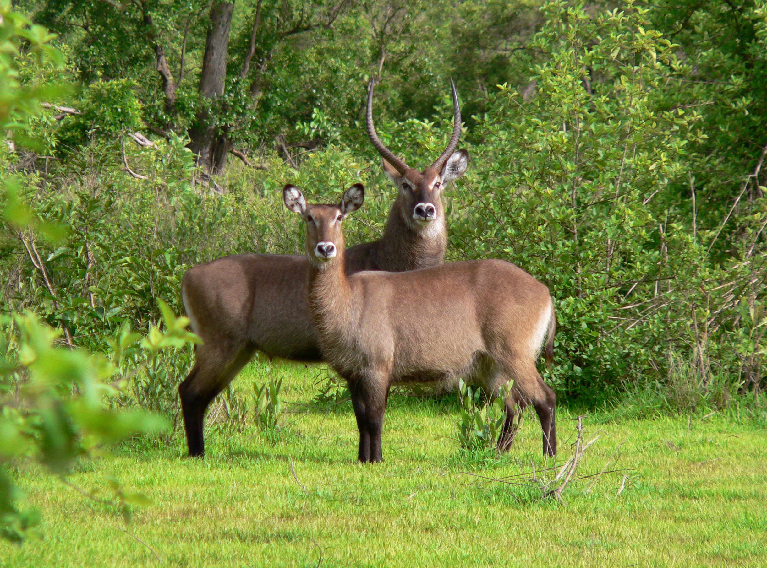 green grass, Hotel, antlers, stag, animal, deer, horned, antelopes, Northern Region, West Africa, Mole National Park, Safari, Western Africa, antelope, HD Wallpaper