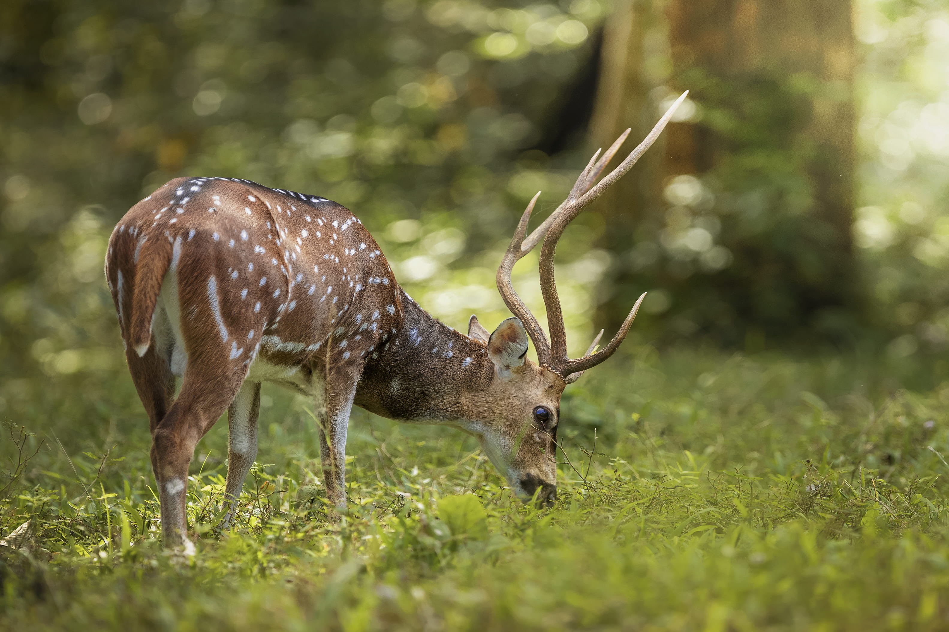 nature, lovely, vertebrate, herbivorous, eating, animal, plant, forest, no people, feeding, deer, wildlife, animal wildlife, periyar tiger reserve, grass, HD Wallpaper